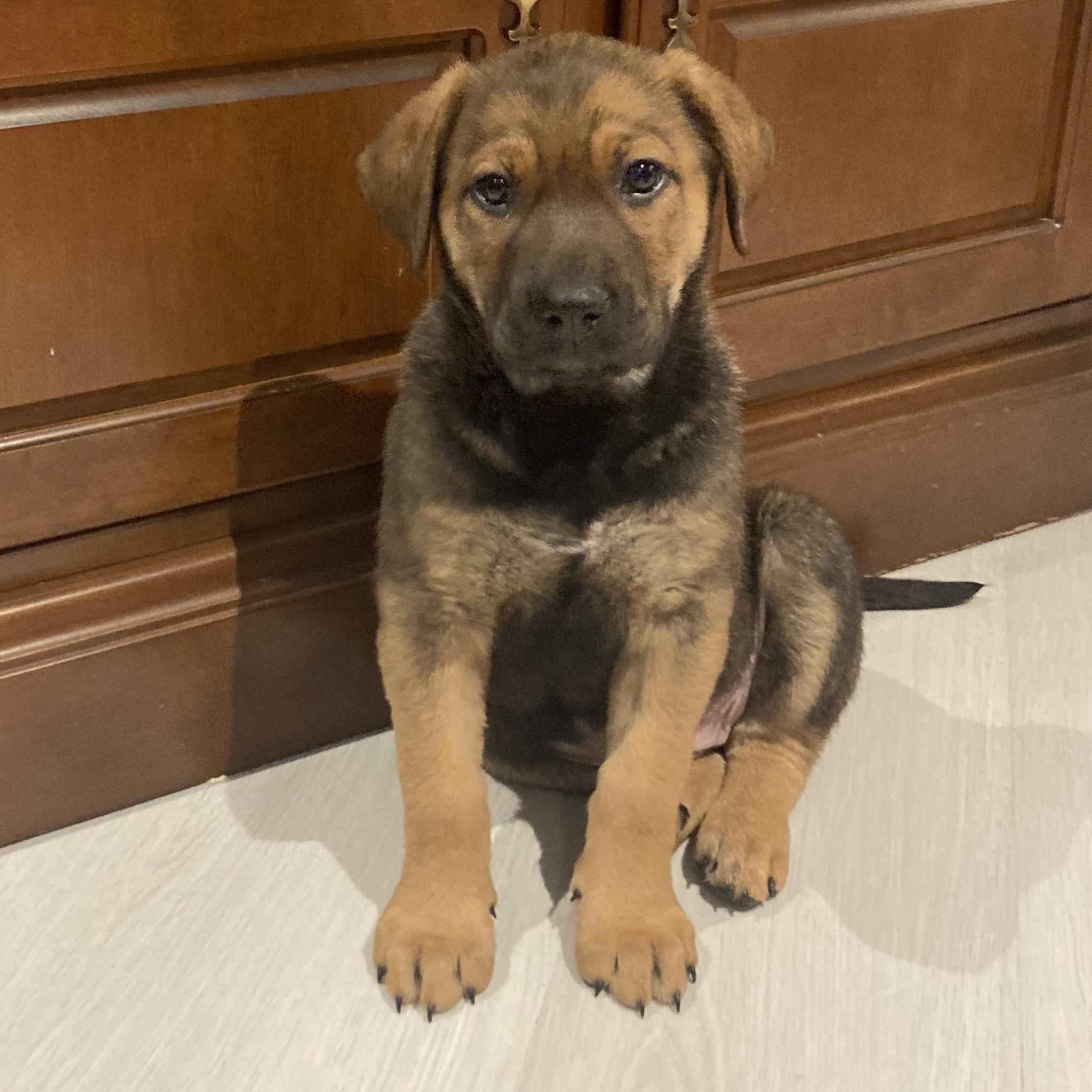 Nog, a Adoptable mixed breed in Scarborough, ON image 3/6