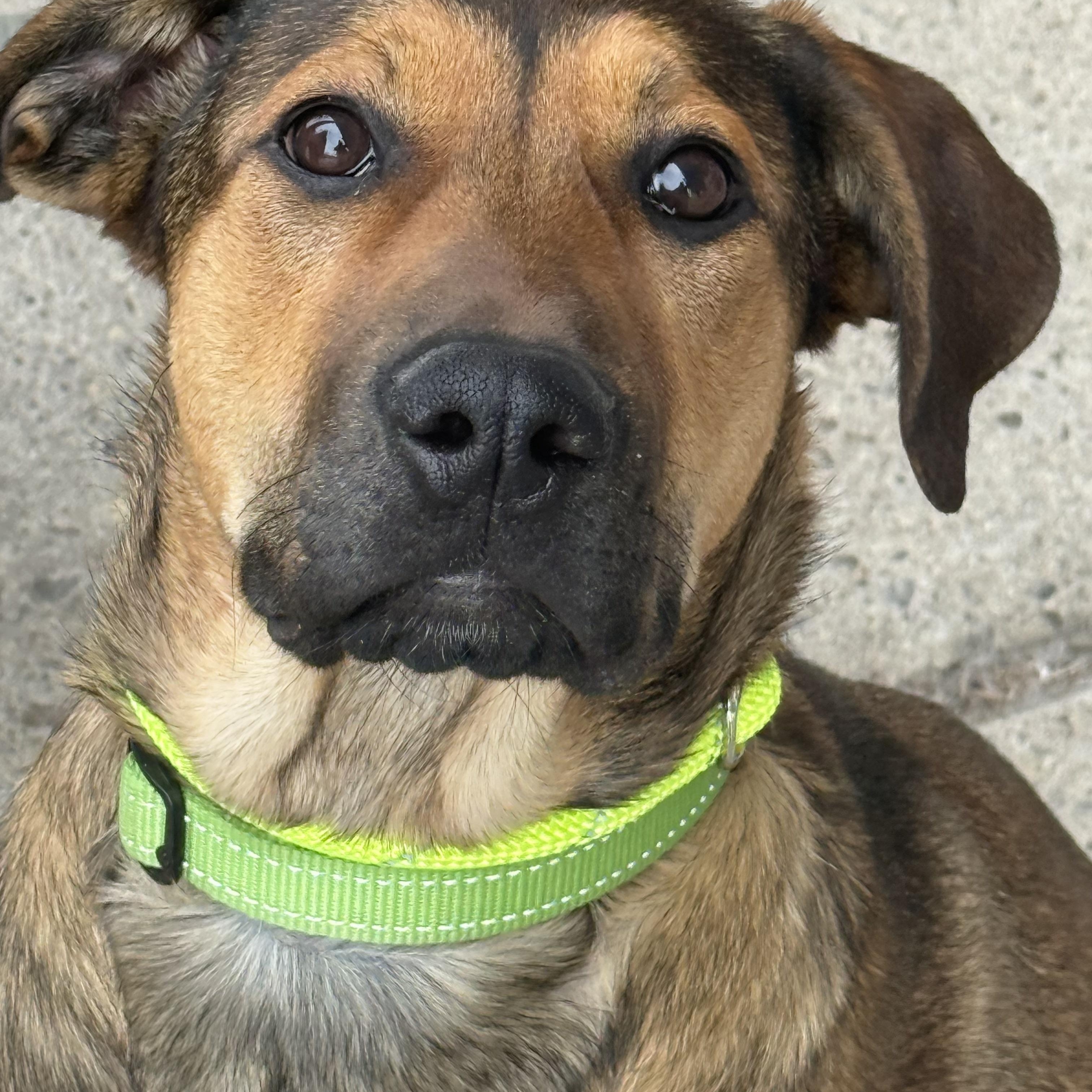 Enlarge Nog, a Adoptable mixed breed in Scarborough, ON image 1/6