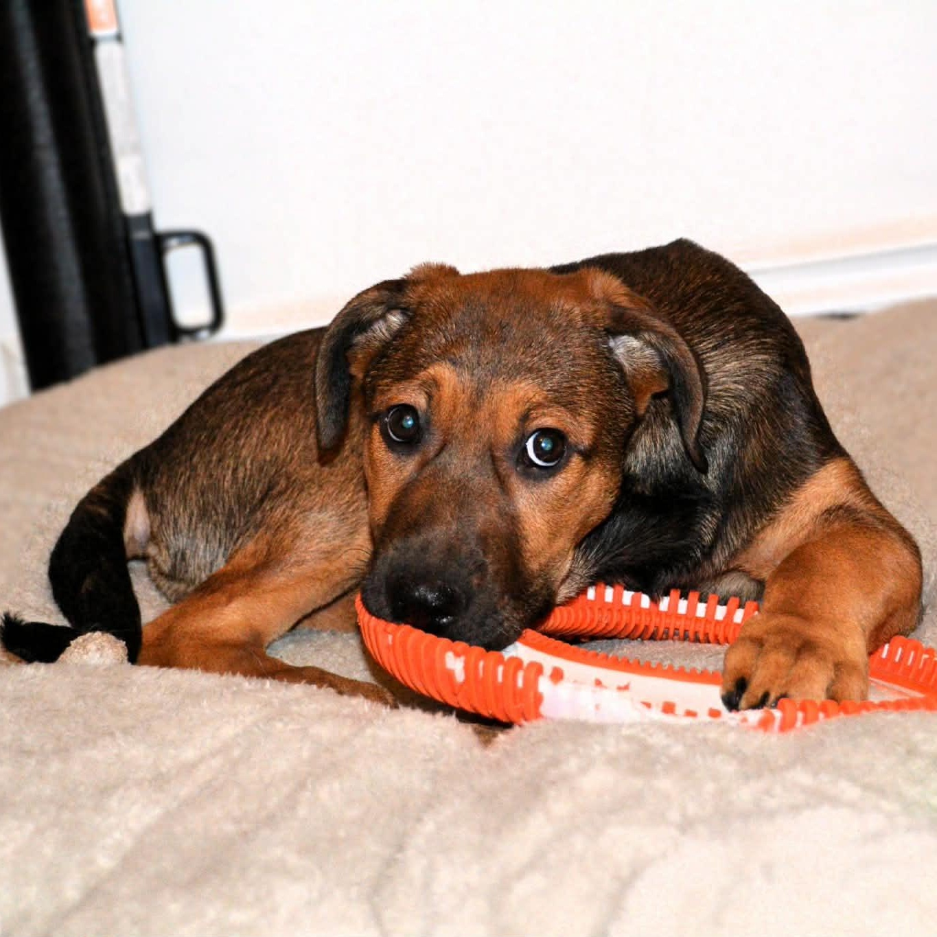 Nog, a Adoptable mixed breed in Scarborough, ON image 4/6