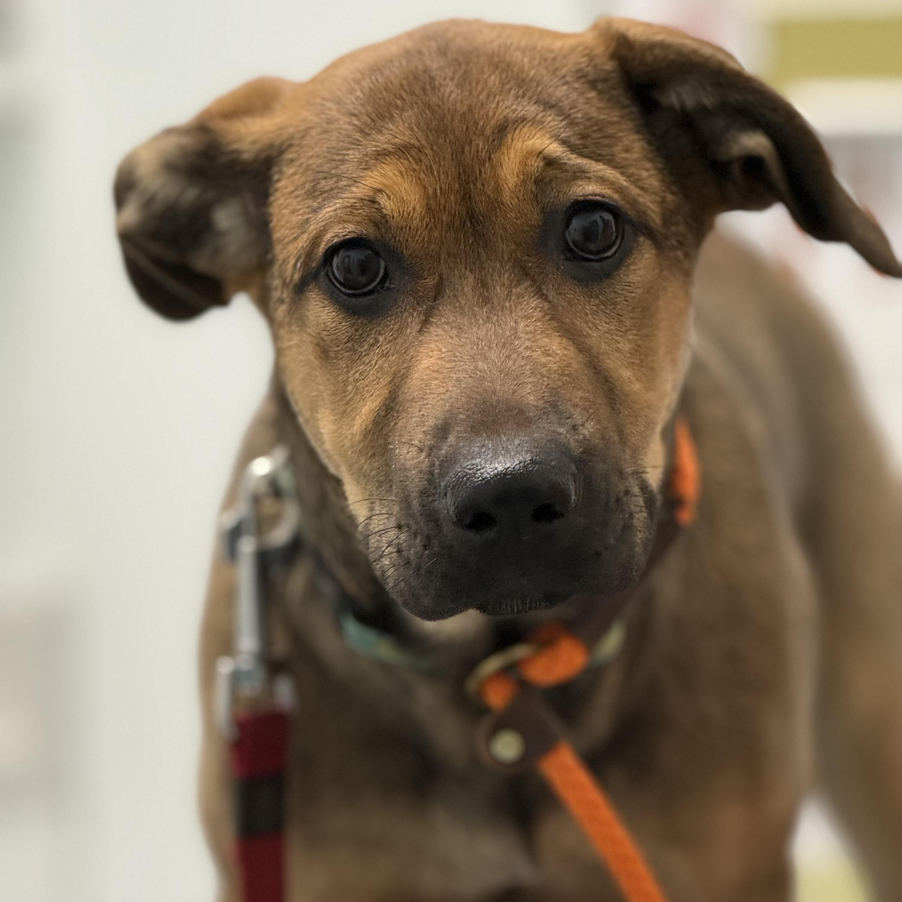 Nog, a Adoptable mixed breed in Scarborough, ON image 1/6