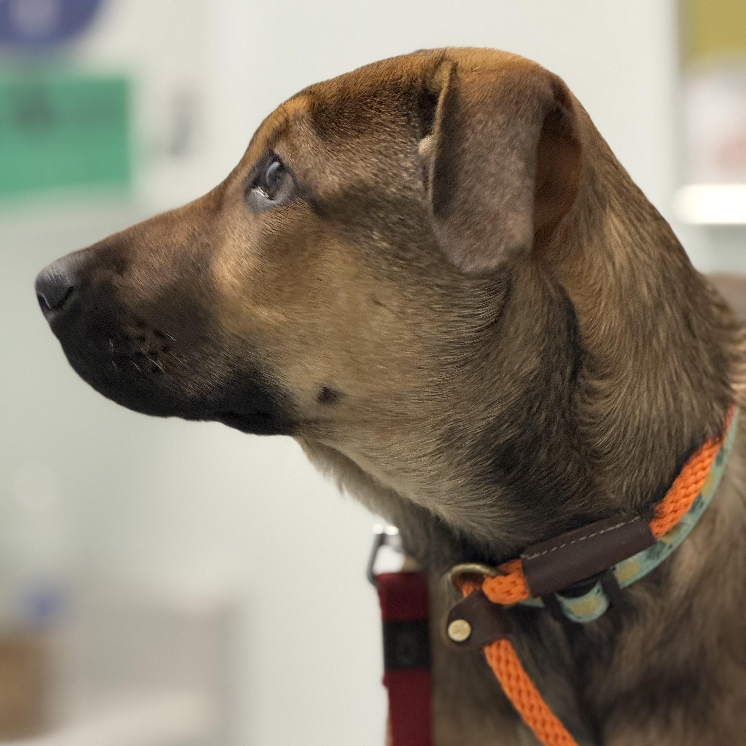 Nog, a Adoptable mixed breed in Scarborough, ON image 2/6