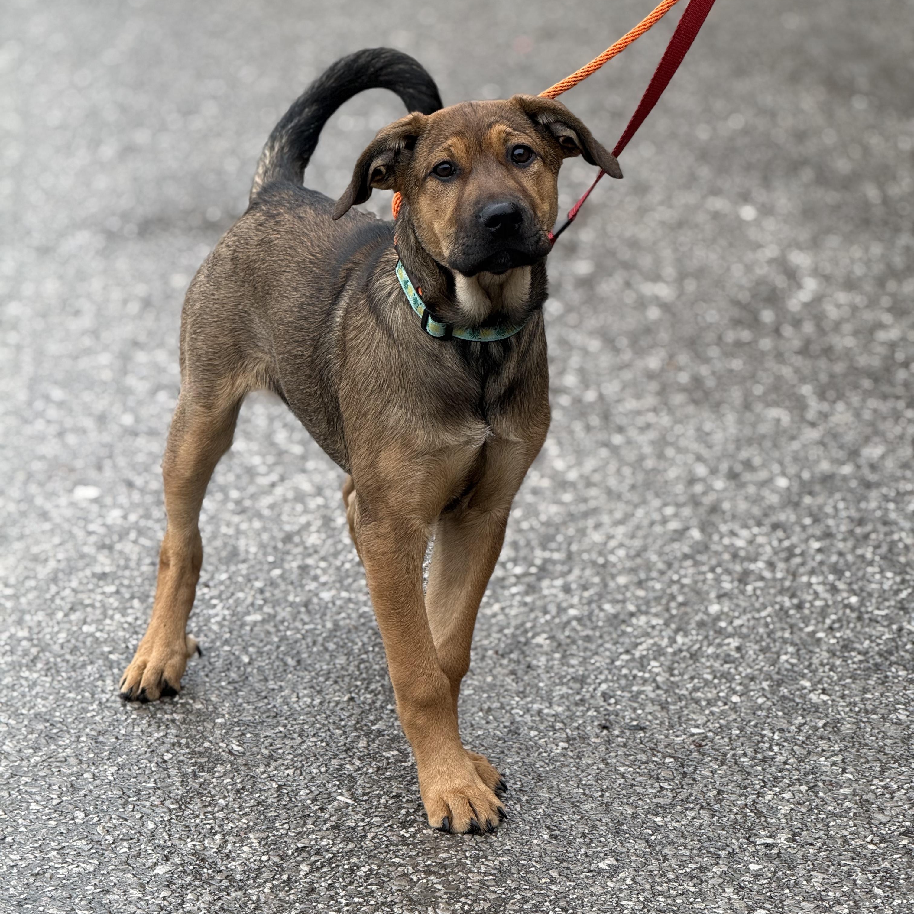 Nog, a Adoptable mixed breed in Scarborough, ON image 3/6