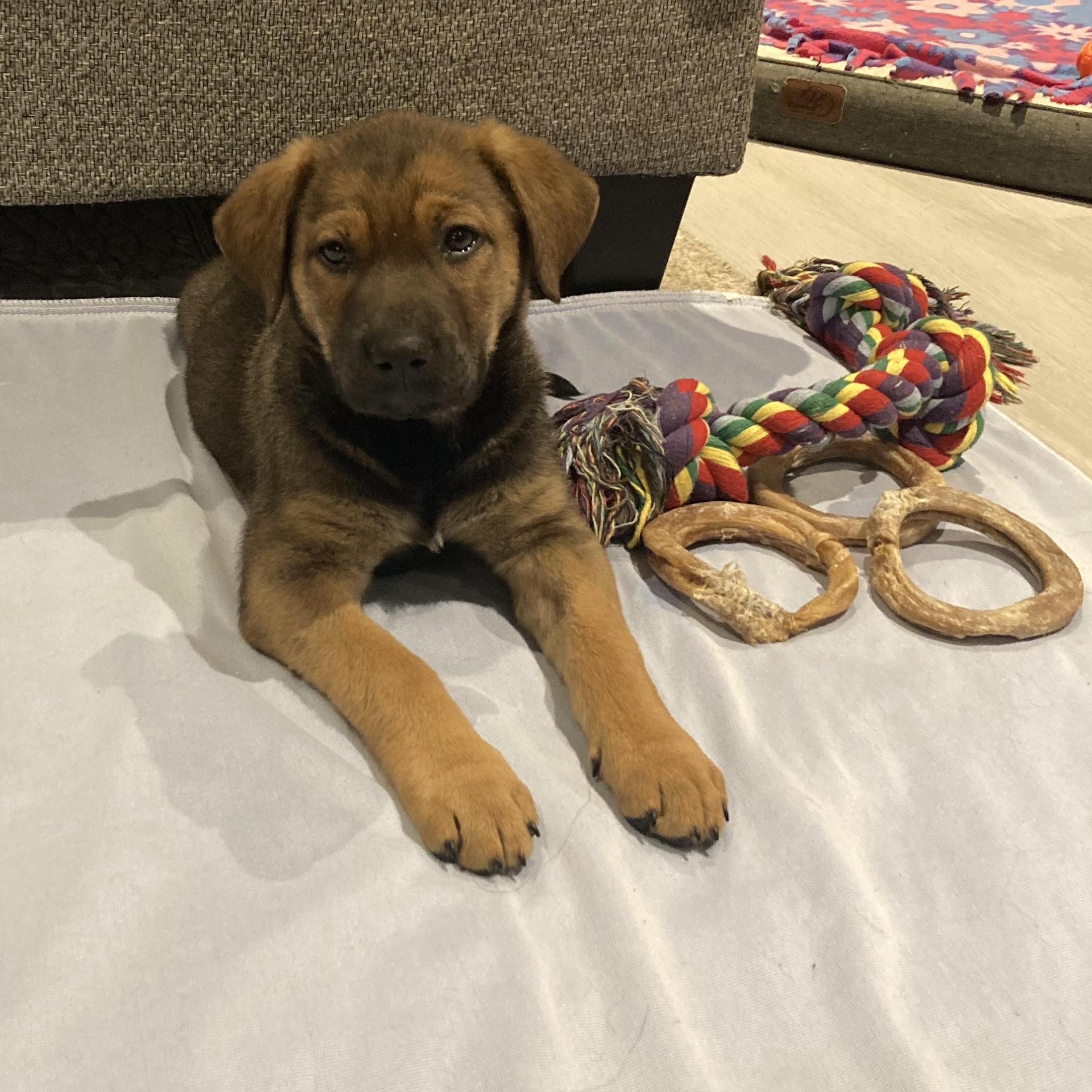 Nog, a Adoptable mixed breed in Scarborough, ON image 2/6