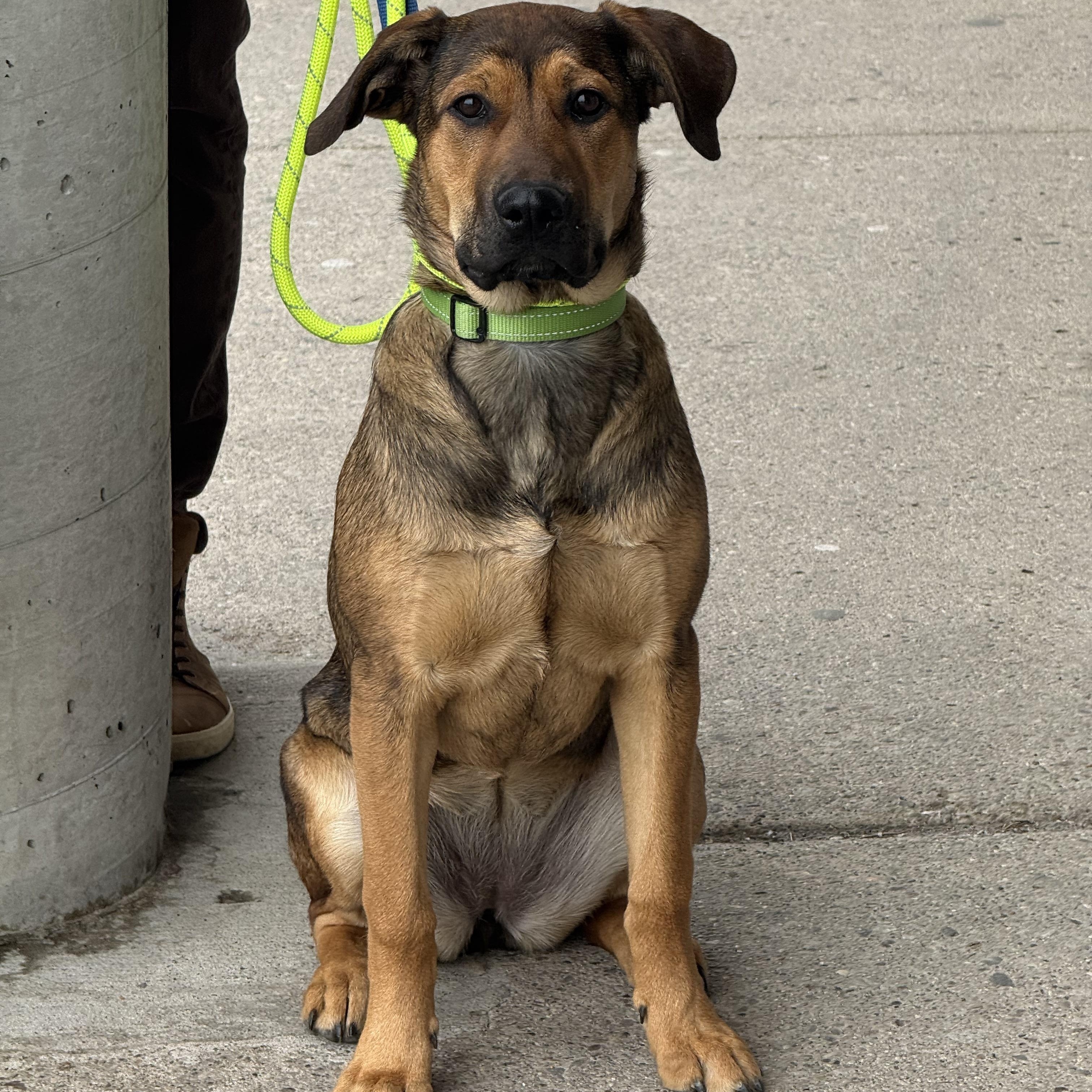 Enlarge Nog, a Adoptable mixed breed in Scarborough, ON image 4/6