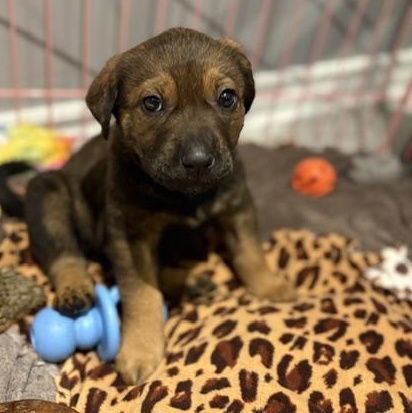 Nog, a Adoptable mixed breed in Scarborough, ON image 5/6