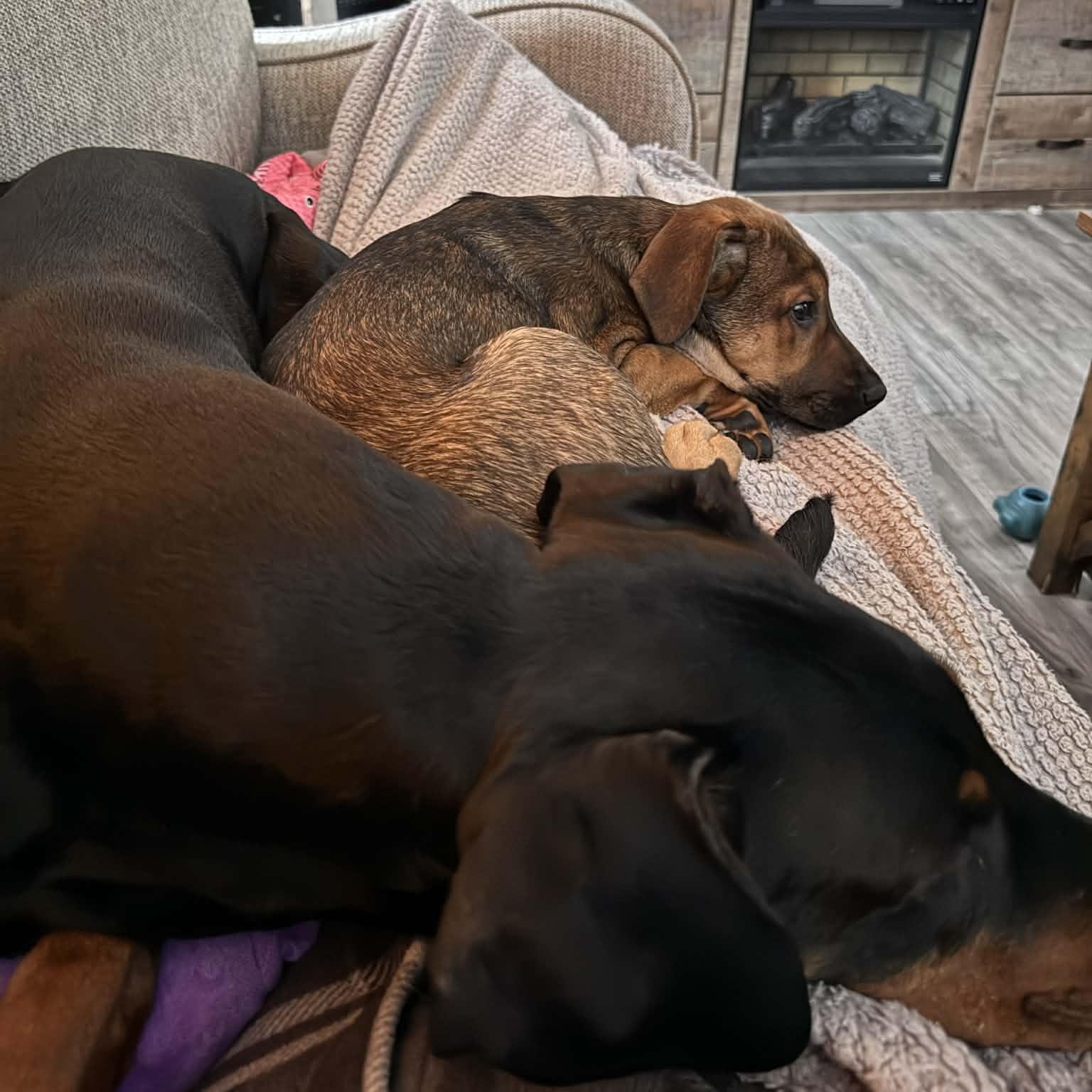 Nog, a Adoptable mixed breed in Scarborough, ON image 5/6