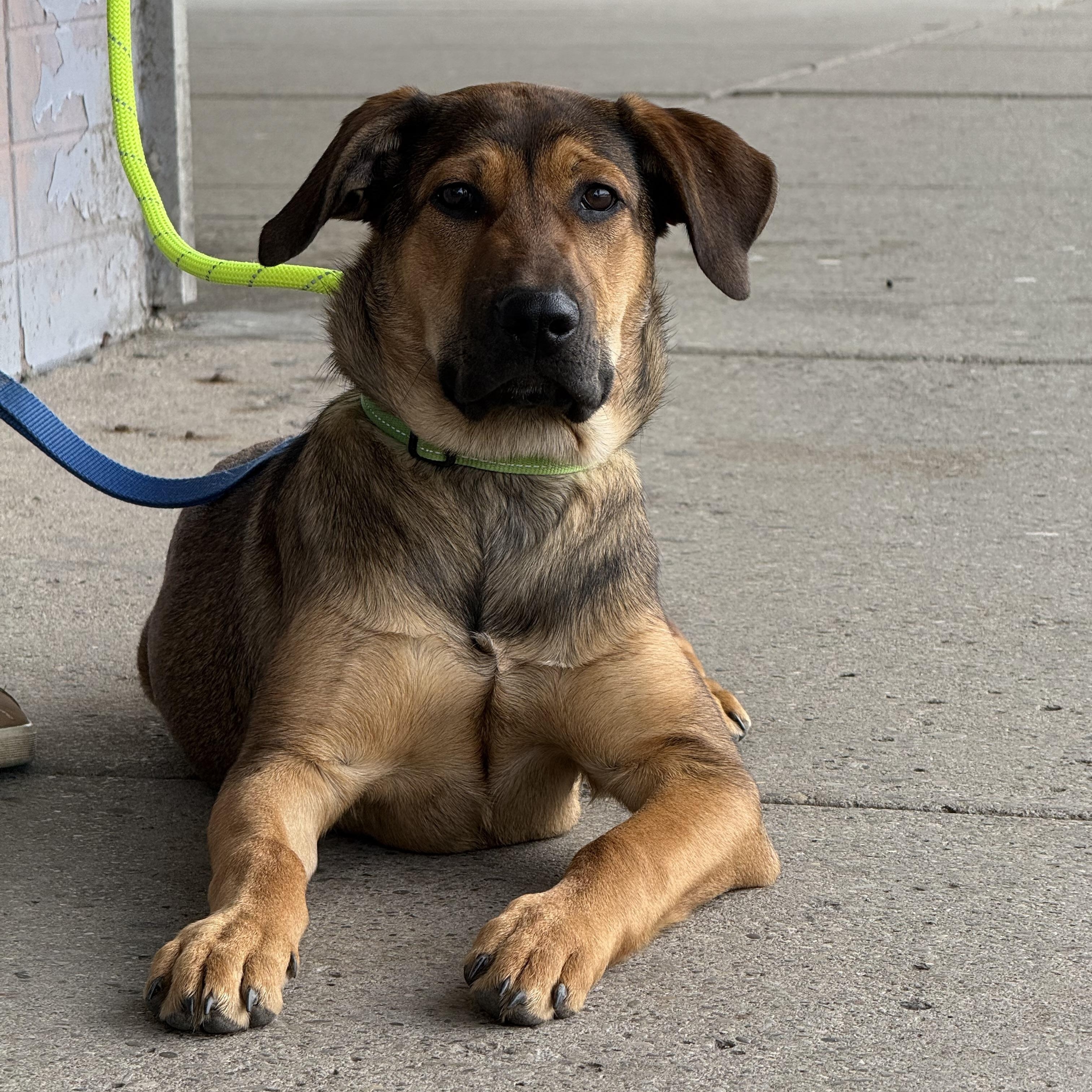 Enlarge Nog, a Adoptable mixed breed in Scarborough, ON image 3/6
