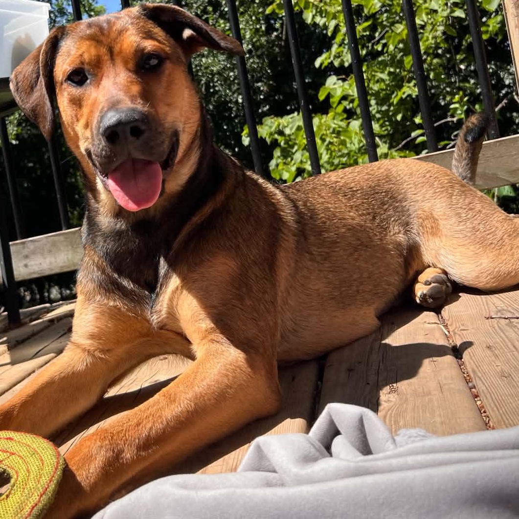 Nog, Adoptable, Young Female Rottweiler & Labrador Retriever.