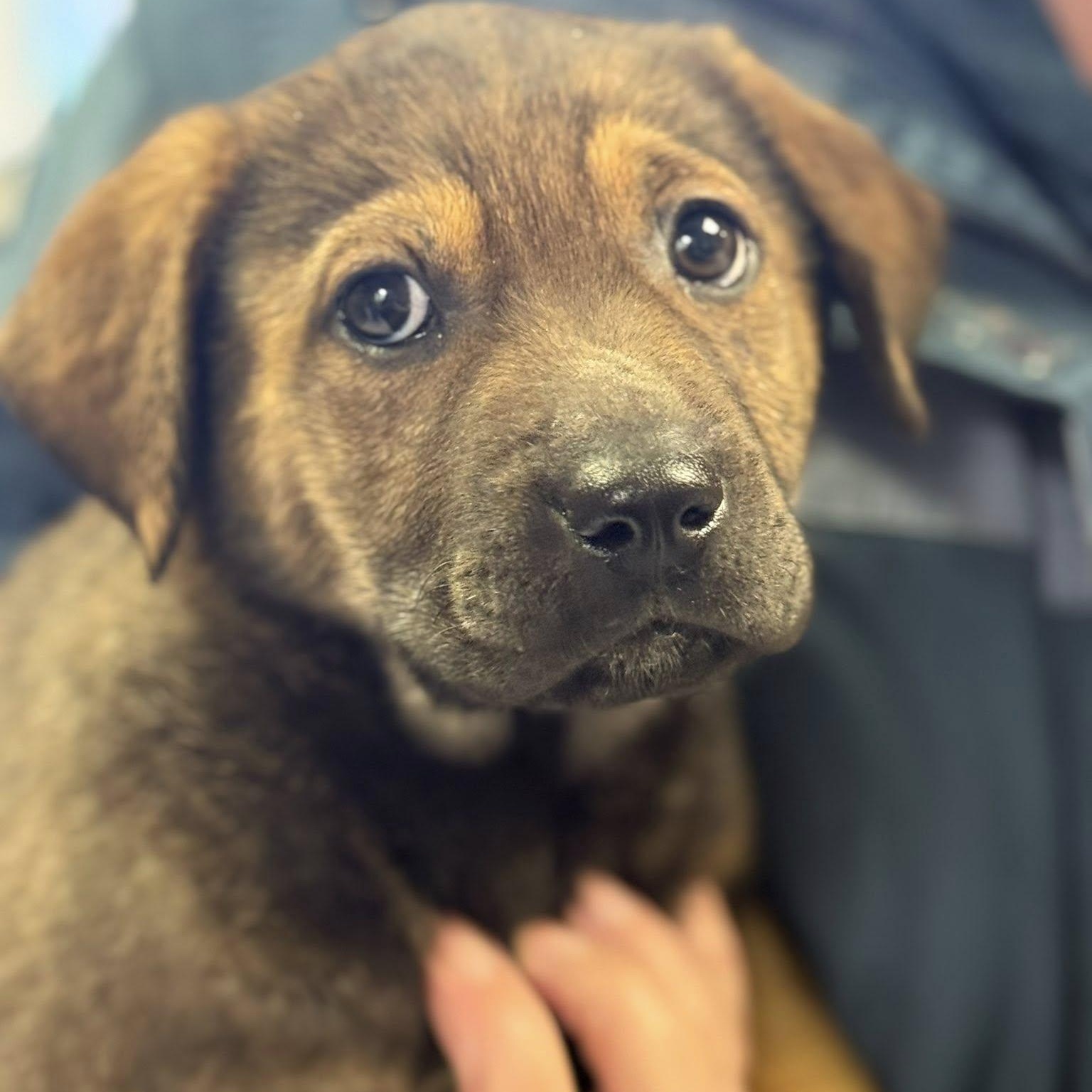 Nog, a Adoptable mixed breed in Scarborough, ON image 1/6