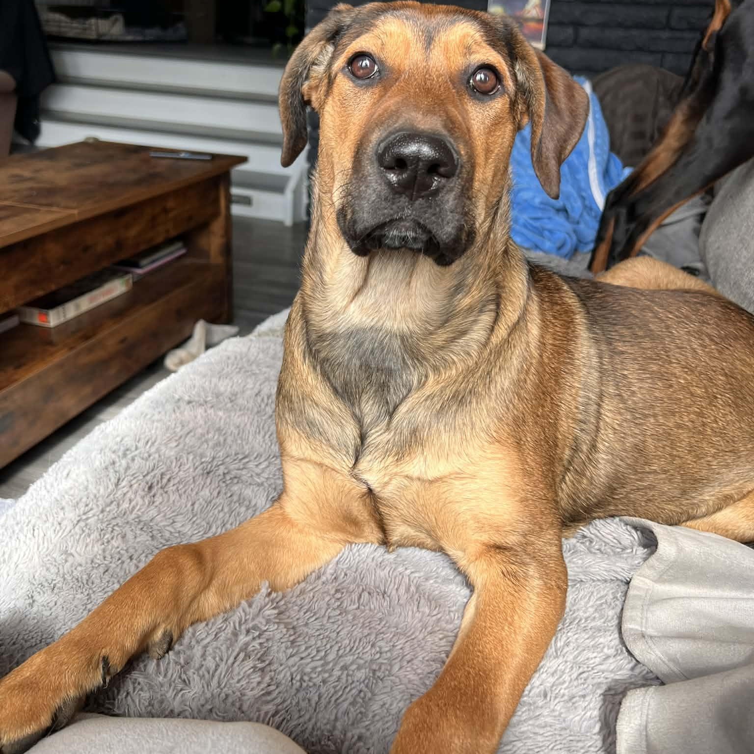 Nog, Adoptable, Puppy Female Rottweiler & Labrador Retriever.