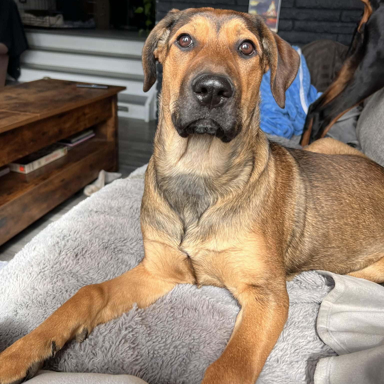 Enlarge Nog, a Adoptable mixed breed in Scarborough, ON image 2/6