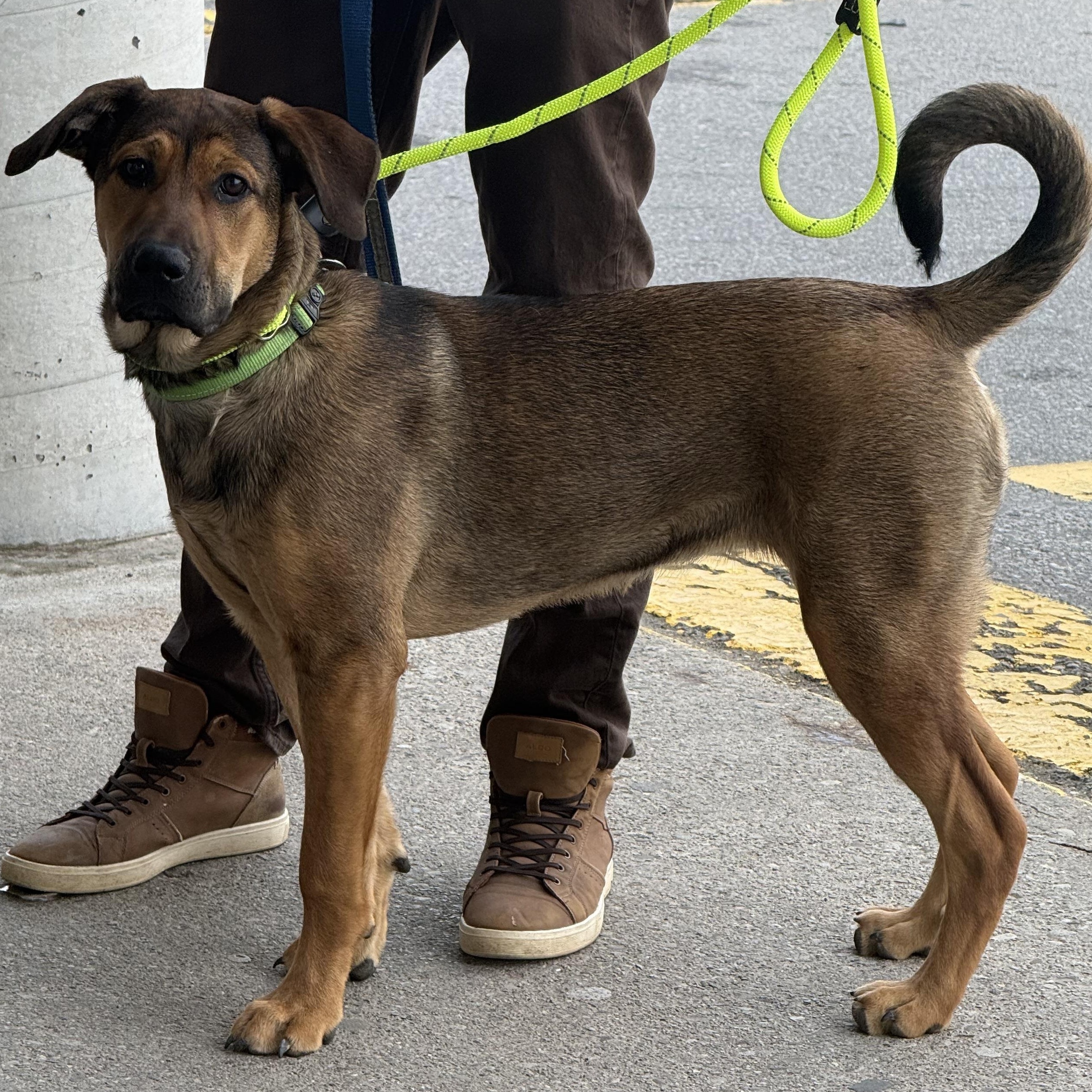 Enlarge Nog, a Adoptable mixed breed in Scarborough, ON image 5/6