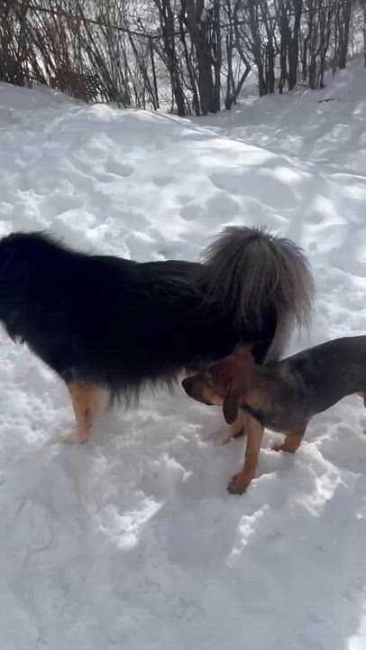 Enlarge Nog, a Adoptable mixed breed in Scarborough, ON video 6/6