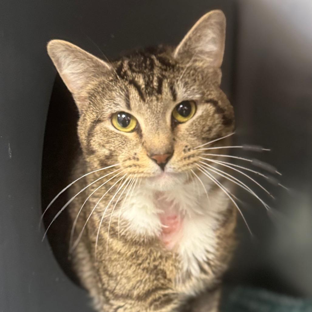 Pip , ADOPTABLE, Adult Male Domestic Short Hair.