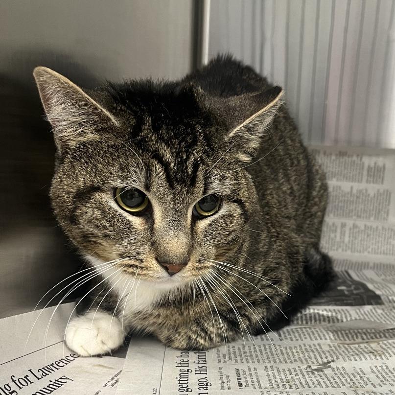 Pip , ADOPTABLE, Adult Male Domestic Short Hair.