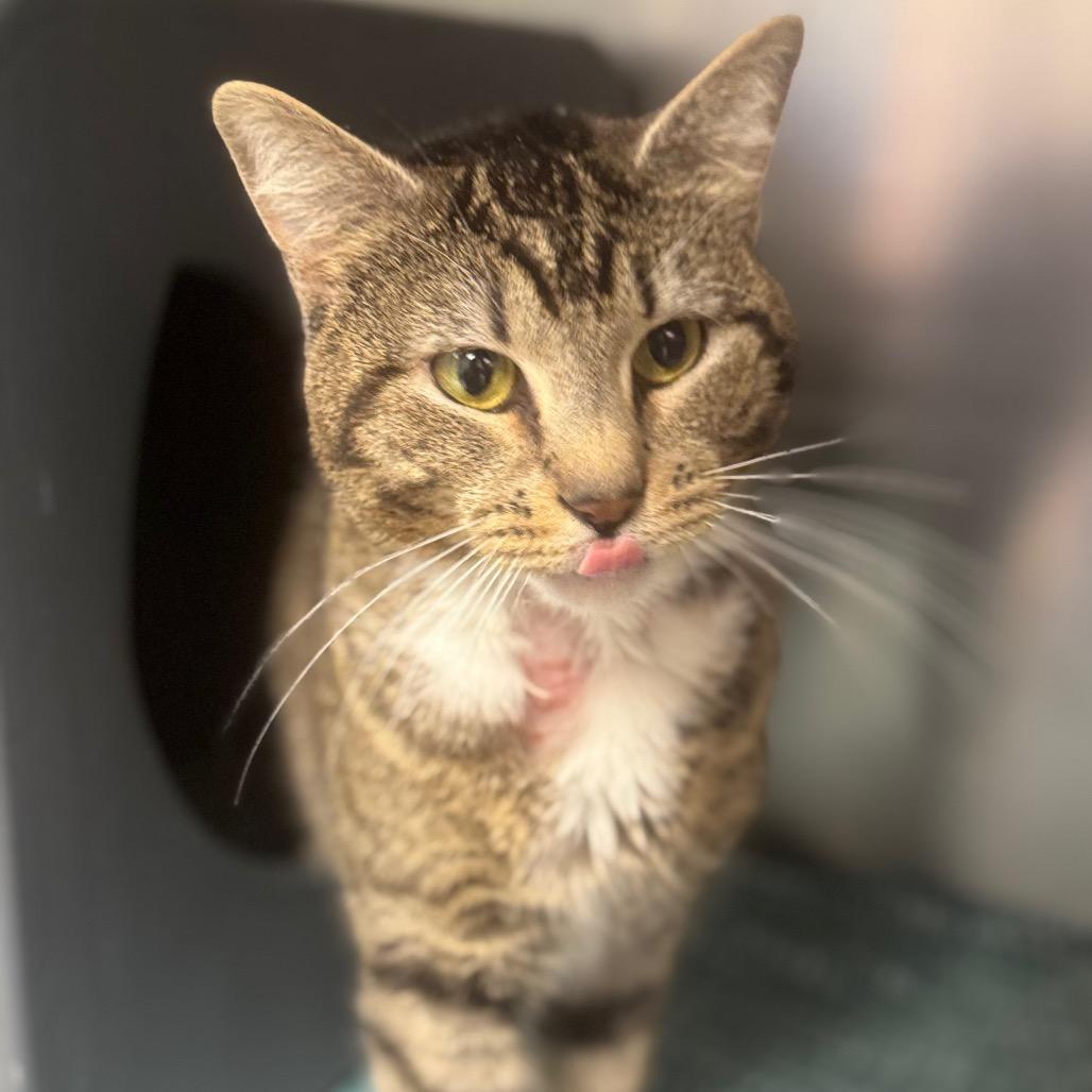 Enlarge Pip , a ADOPTABLE Domestic Short Hair in Kansas City, KS image 2/3