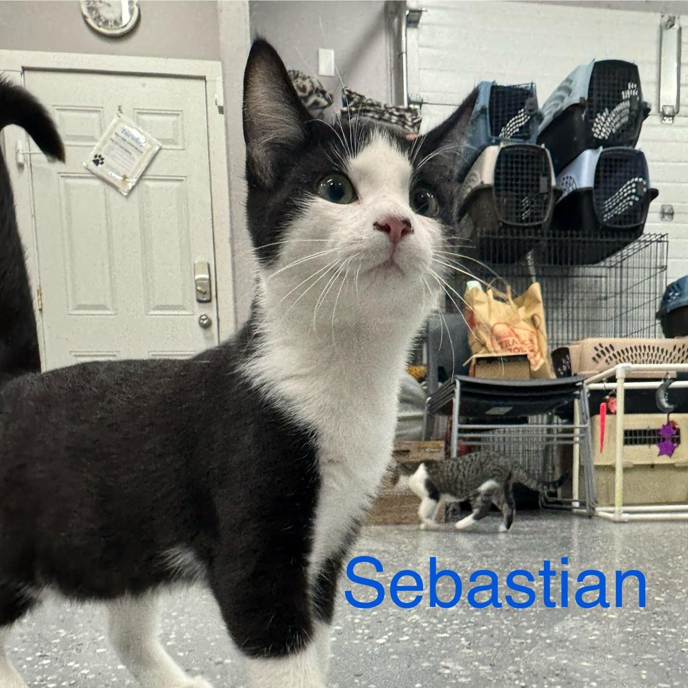 Sebastian, a Adoptable Domestic Short Hair in Wayland, MI image 2/2