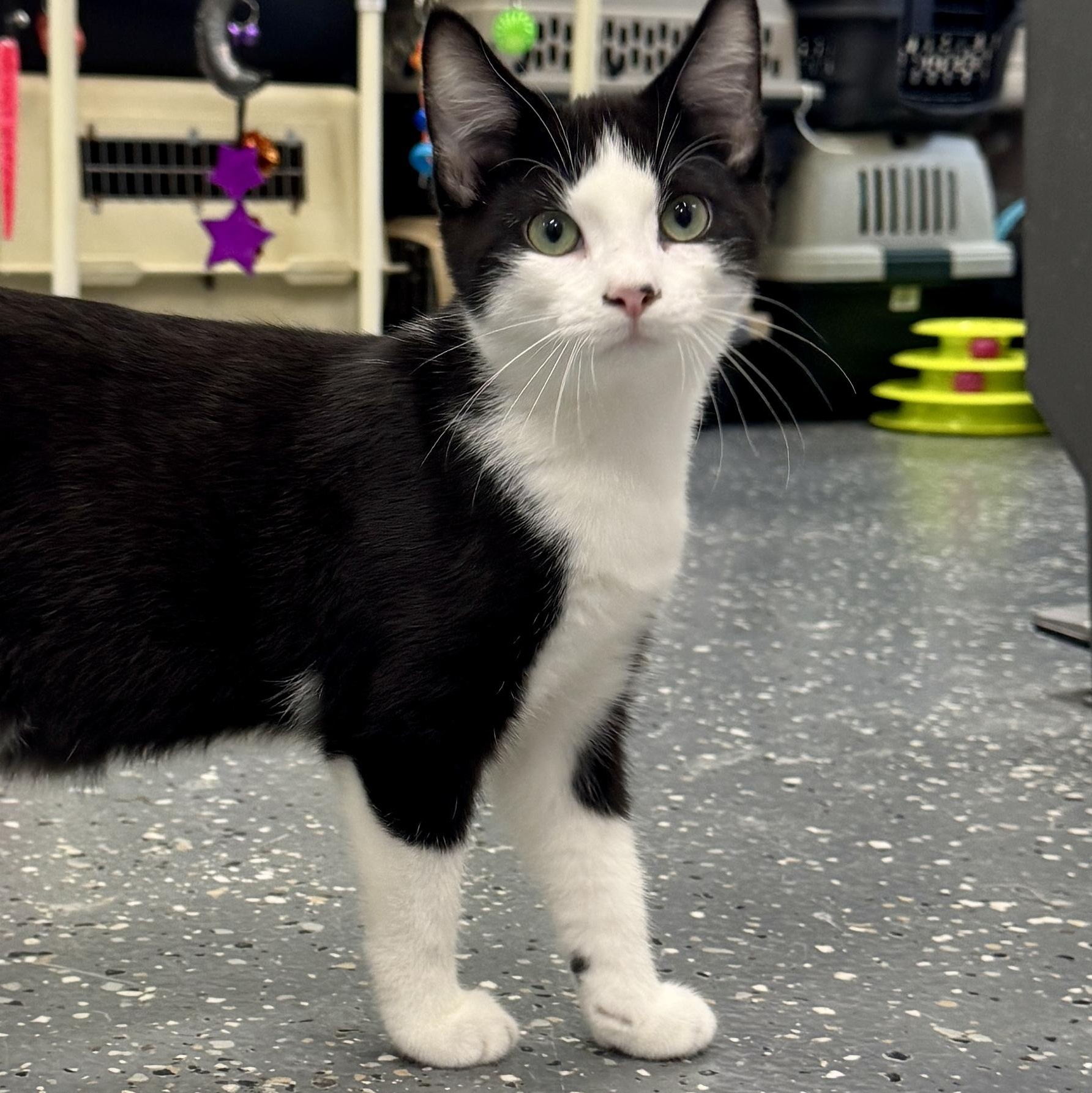 Sebastian, a Adoptable Domestic Short Hair in Wayland, MI image 1/2