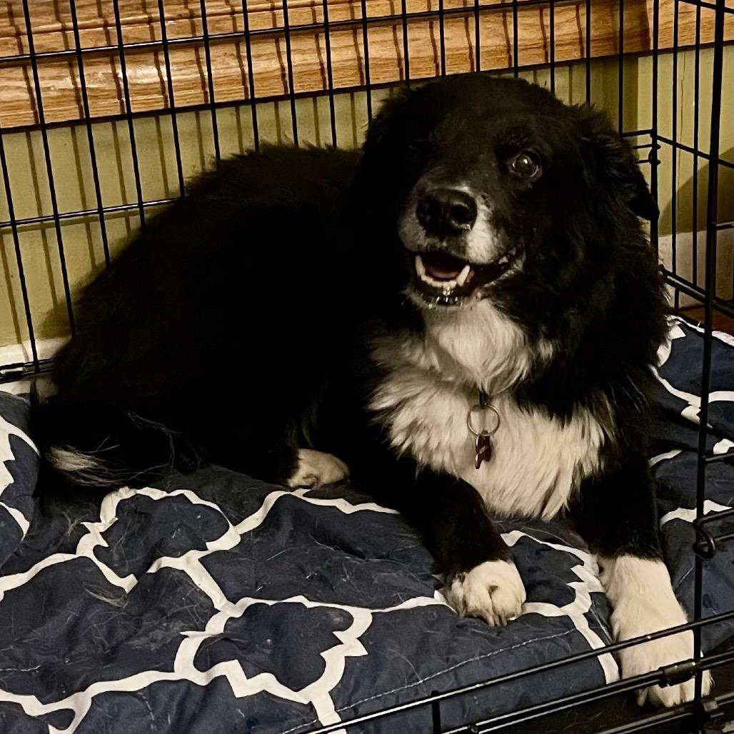 Brit, Adoptable, Adult Female Border Collie.