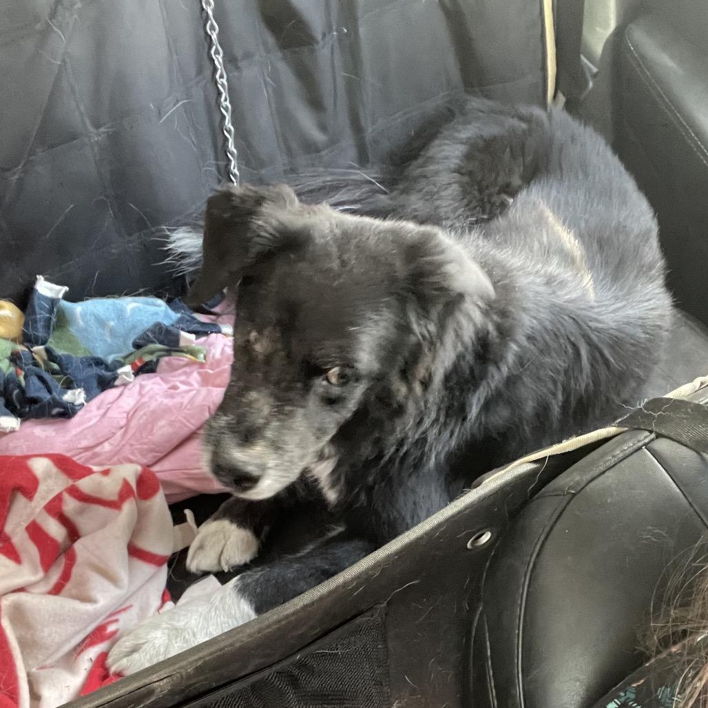 Brit, Adoptable, Adult Female Border Collie.