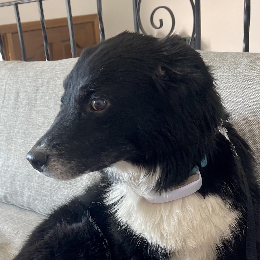 Brit, a Adoptable Border Collie in Crystal, MN image 2/4