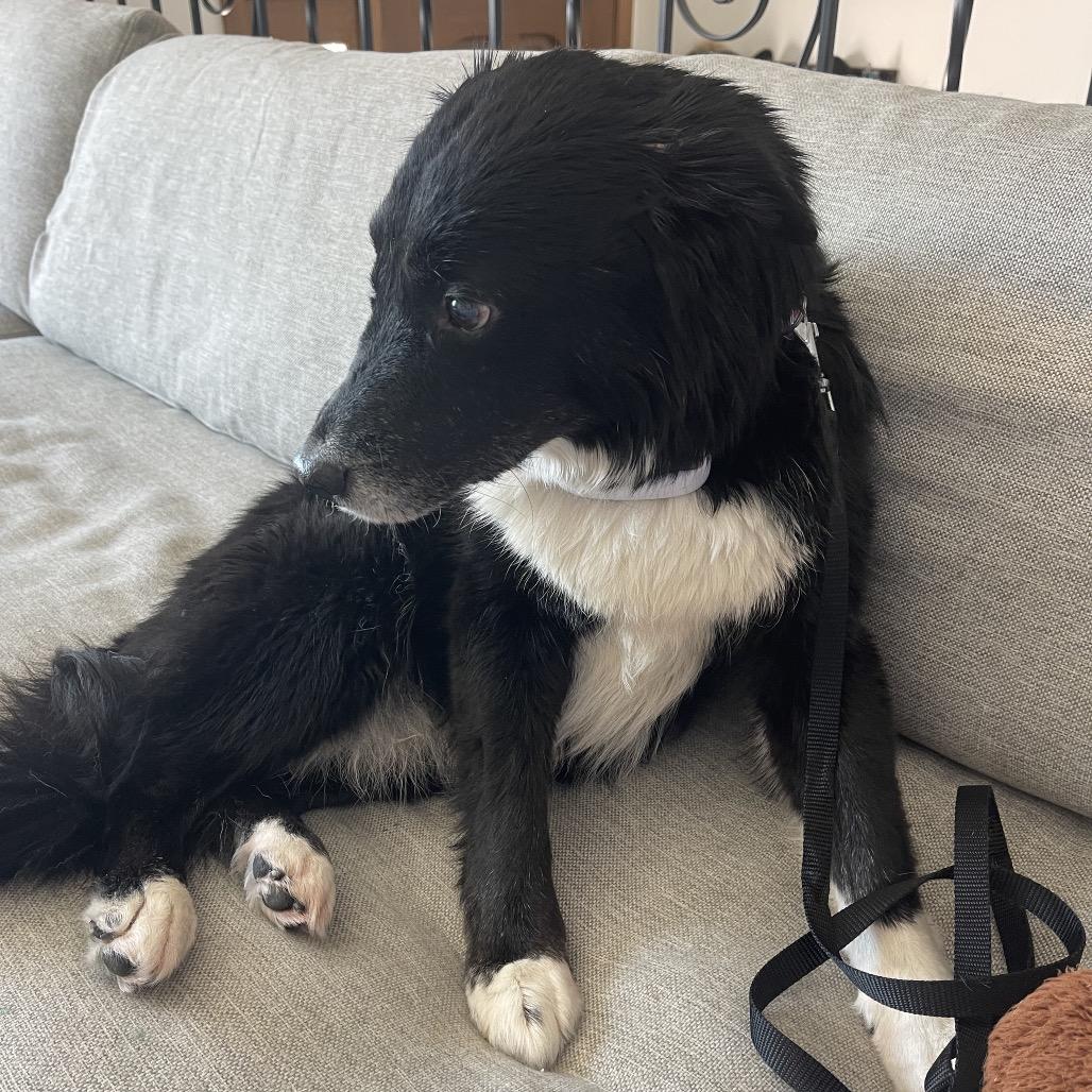 Brit, a Adoptable Border Collie in Crystal, MN image 3/4