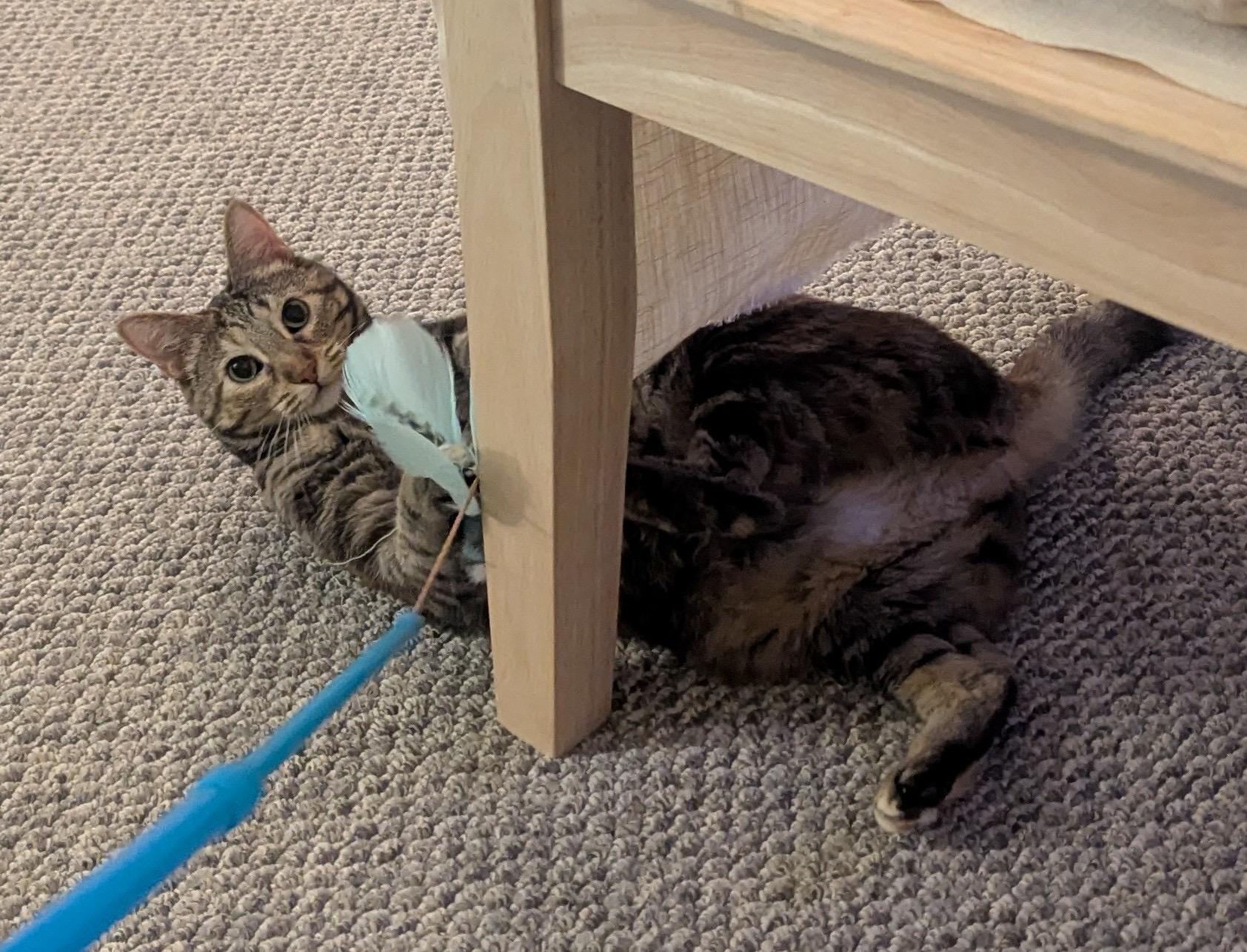 Enlarge Nutmeg, a Adoptable Domestic Short Hair in Chicago, IL image 1/6