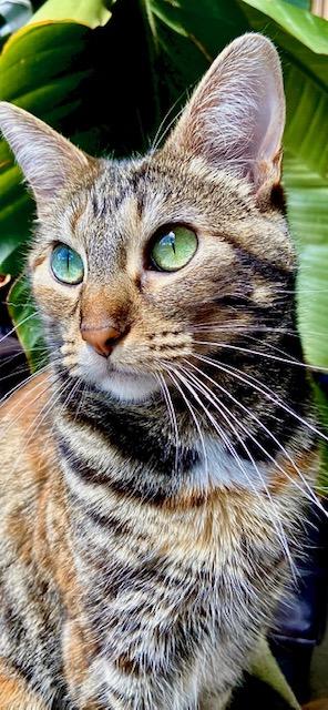 Enlarge Nutmeg, a Adoptable Domestic Short Hair in Chicago, IL image 2/6