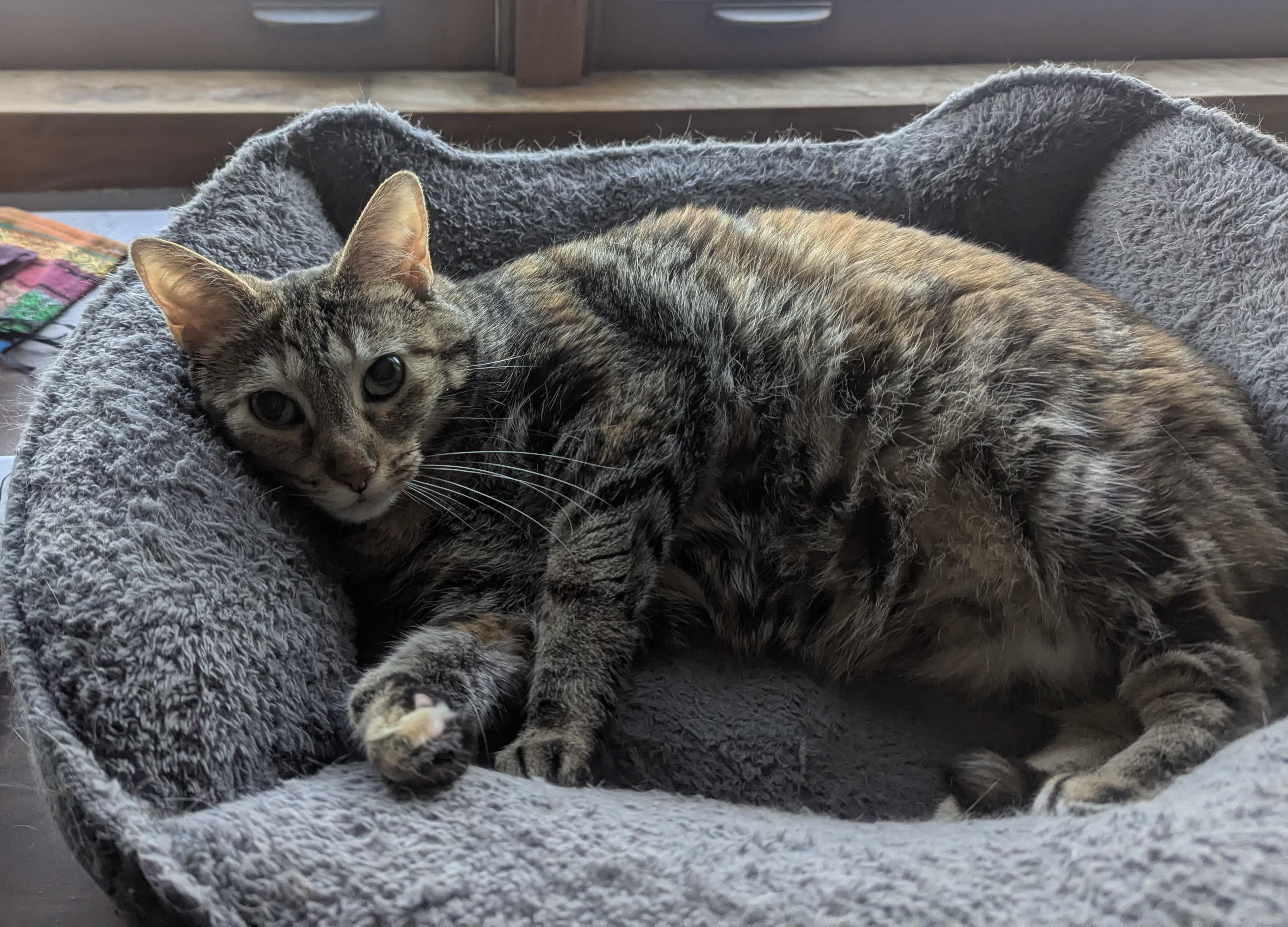 Enlarge Nutmeg, a Adoptable Domestic Short Hair in Chicago, IL image 3/6