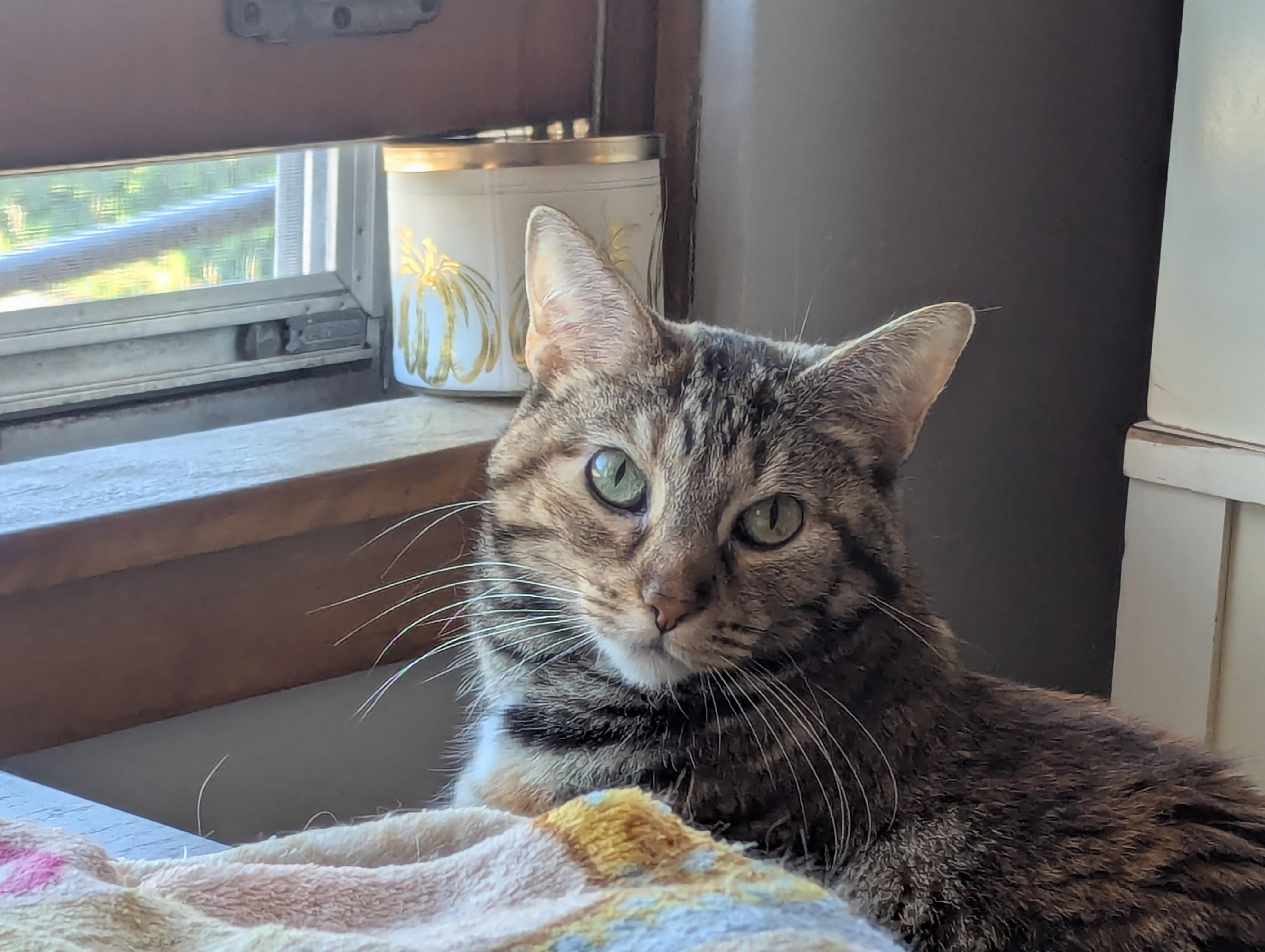 Enlarge Nutmeg, a Adoptable Domestic Short Hair in Chicago, IL image 4/6