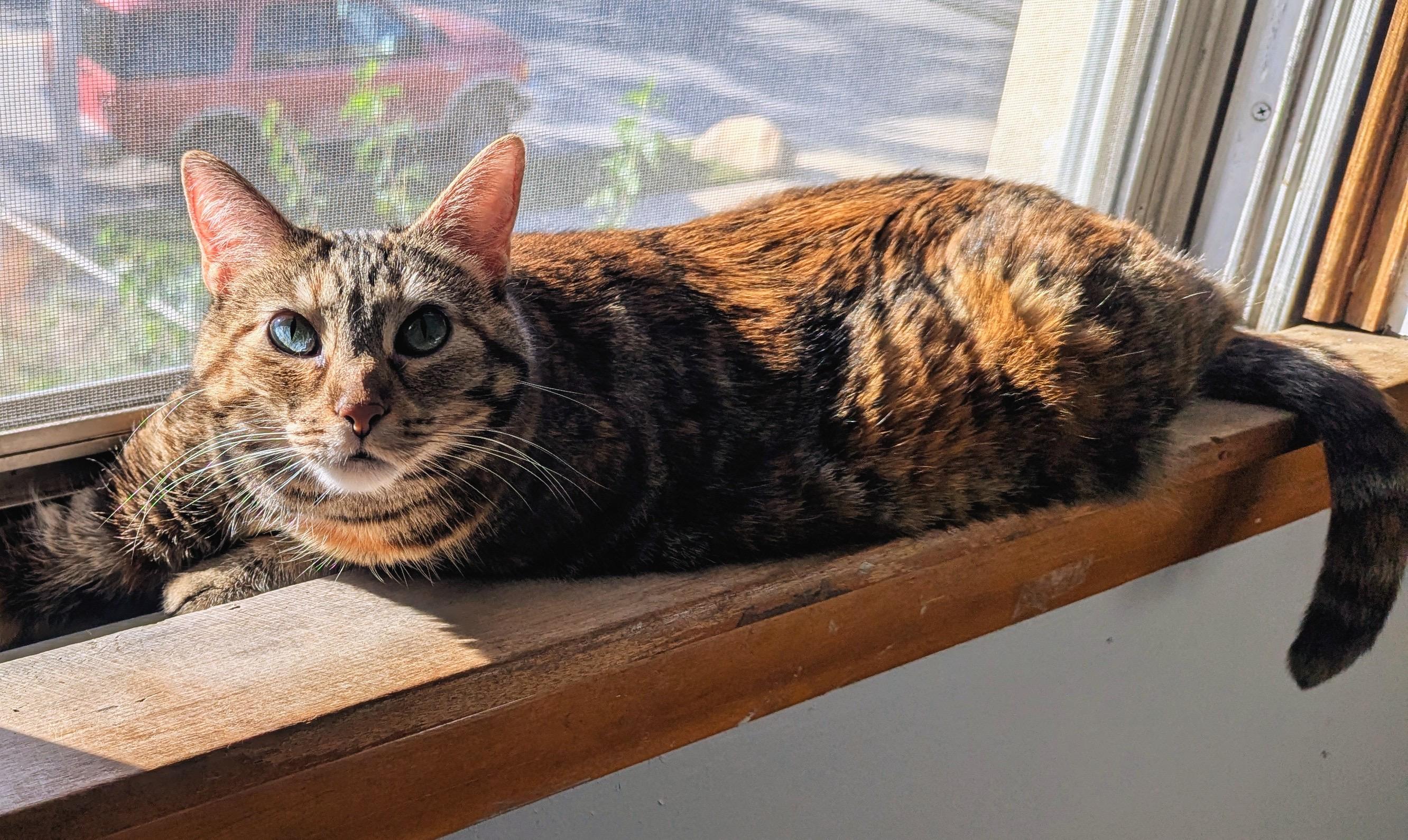 Enlarge Nutmeg, a Adoptable Domestic Short Hair in Chicago, IL image 5/6