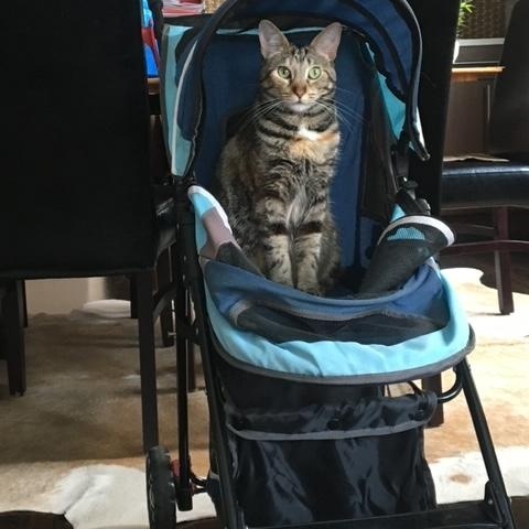 Enlarge Nutmeg, a Adoptable Domestic Short Hair in Chicago, IL image 6/6