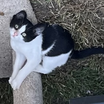 Kolleen, a Adoptable Domestic Short Hair in Santa Cruz, CA image 2/5