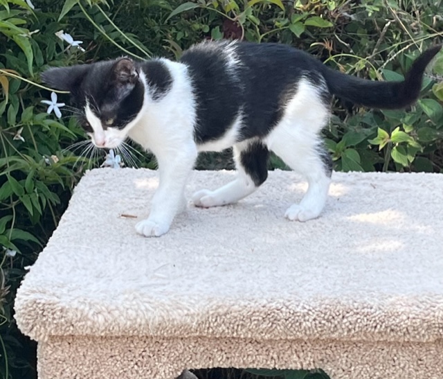 Kolleen, a Adoptable Domestic Short Hair in Santa Cruz, CA image 4/5
