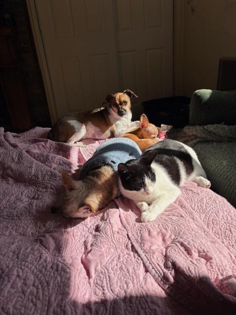 Kolleen, a Adoptable Domestic Short Hair in Santa Cruz, CA image 3/5