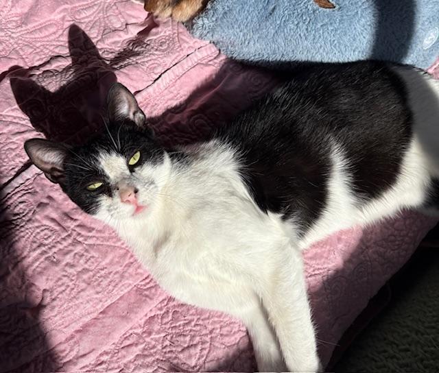 Kolleen, a Adoptable Domestic Short Hair in Santa Cruz, CA image 1/5