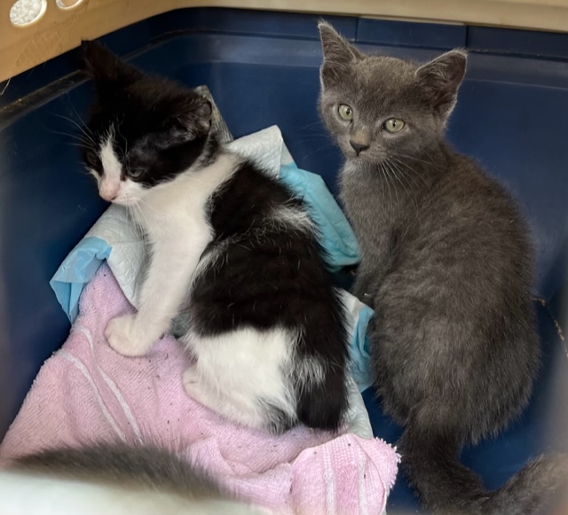 Kolleen, a Adoptable Domestic Short Hair in Santa Cruz, CA image 5/5