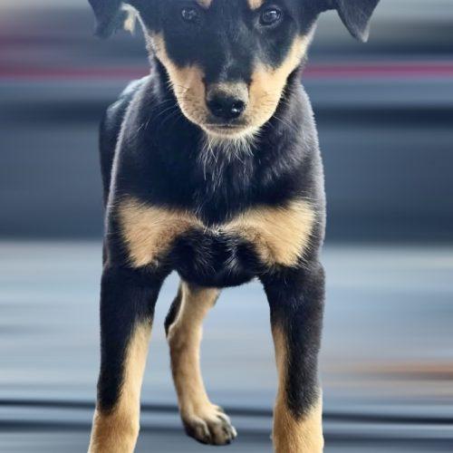 Odessa Pending Adoption, Adoptable, Puppy Female Australian Cattle Dog / Blue Heeler.