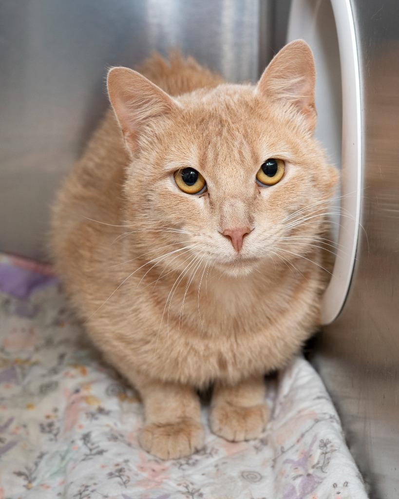 Enlarge Tanzie, a Adoptable mixed breed in Boone, IA image 1/1