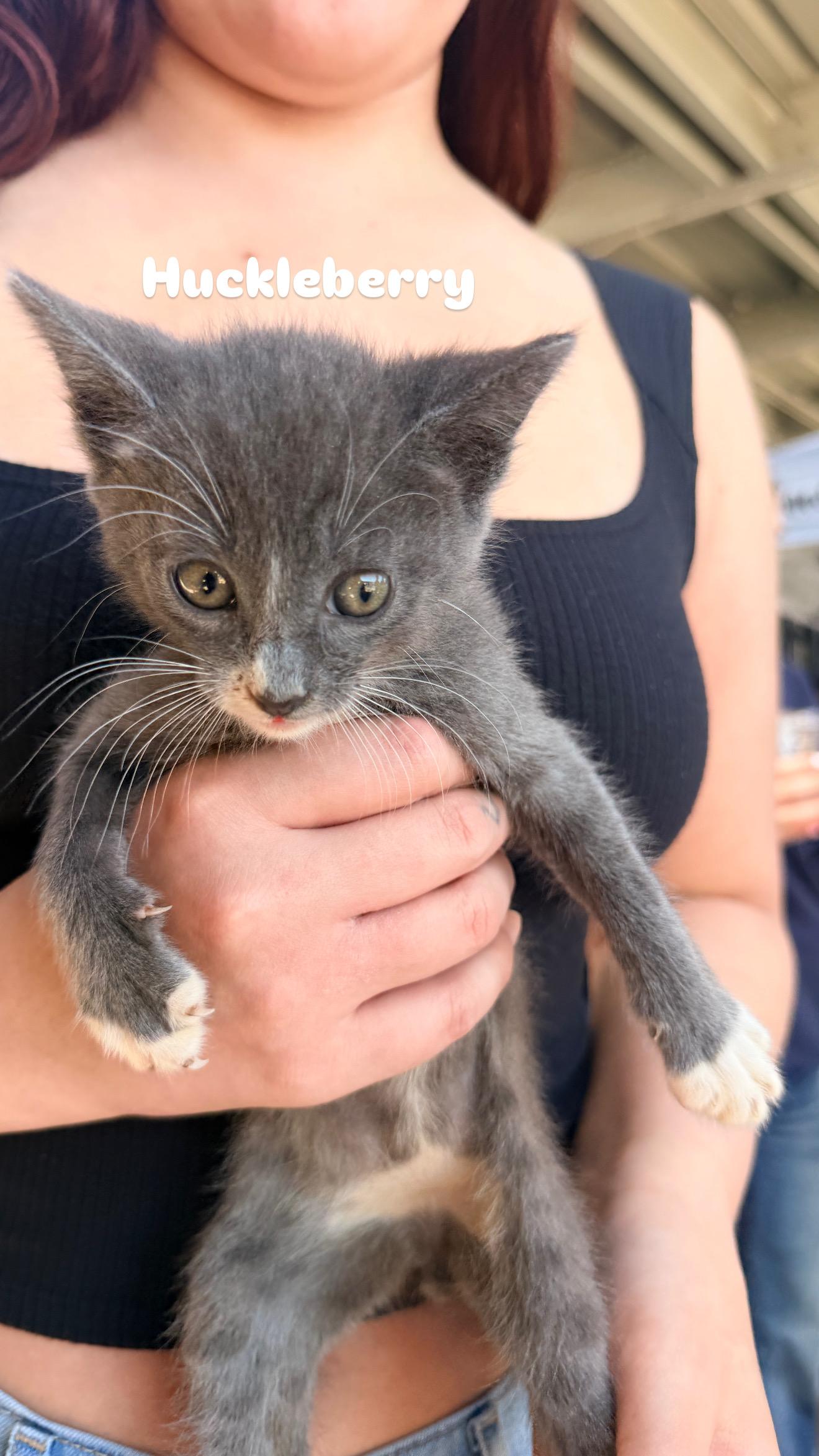 Huckleberry, an adoptable Domestic Short Hair in Penryn, CA image 1/2
