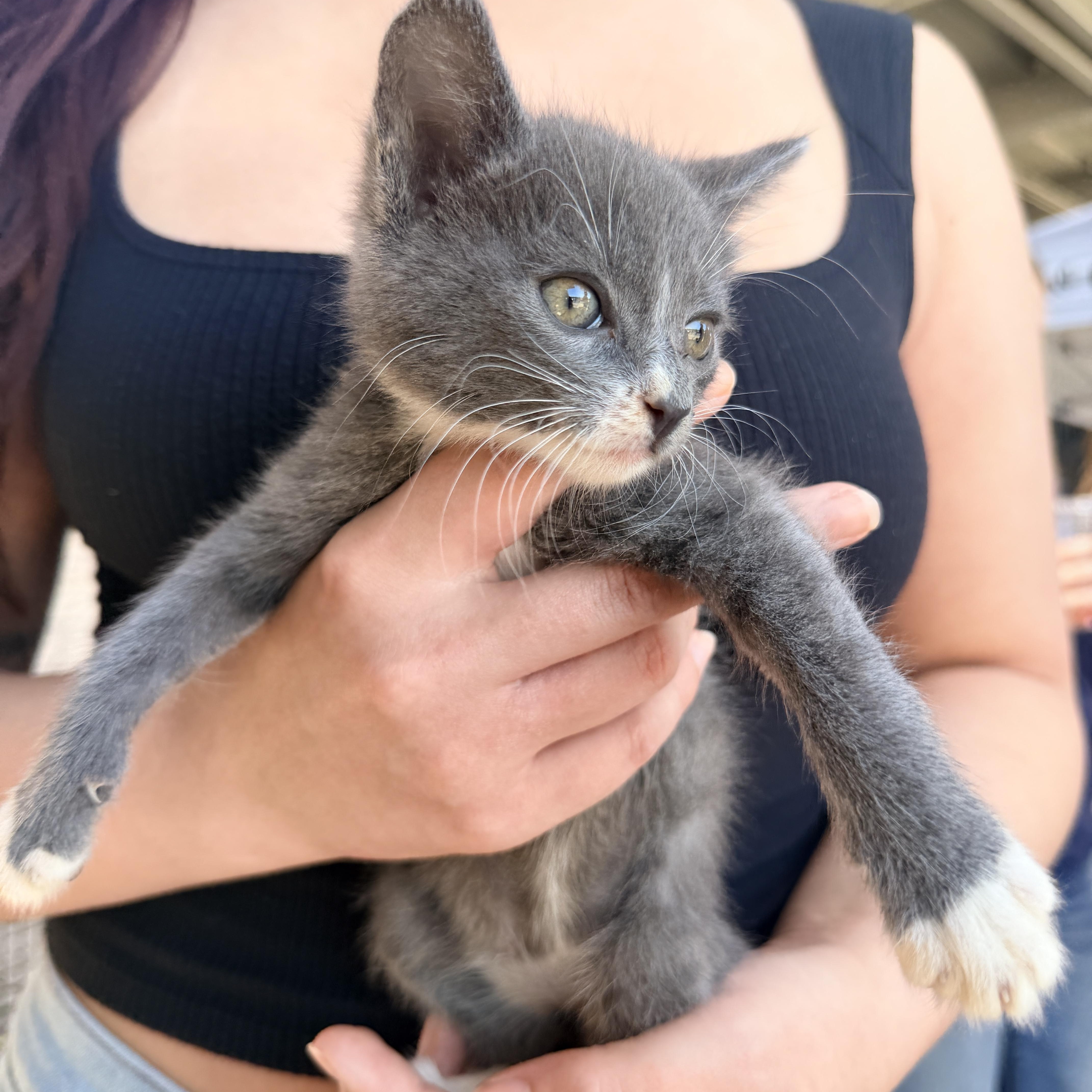 Huckleberry, an adoptable Domestic Short Hair in Penryn, CA image 2/2