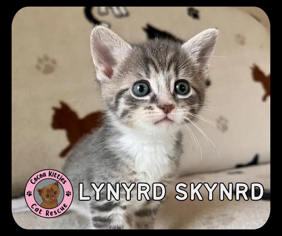 Enlarge Lynyrd Skynrd, a Adopted mixed breed in Hershey, PA image 1/6