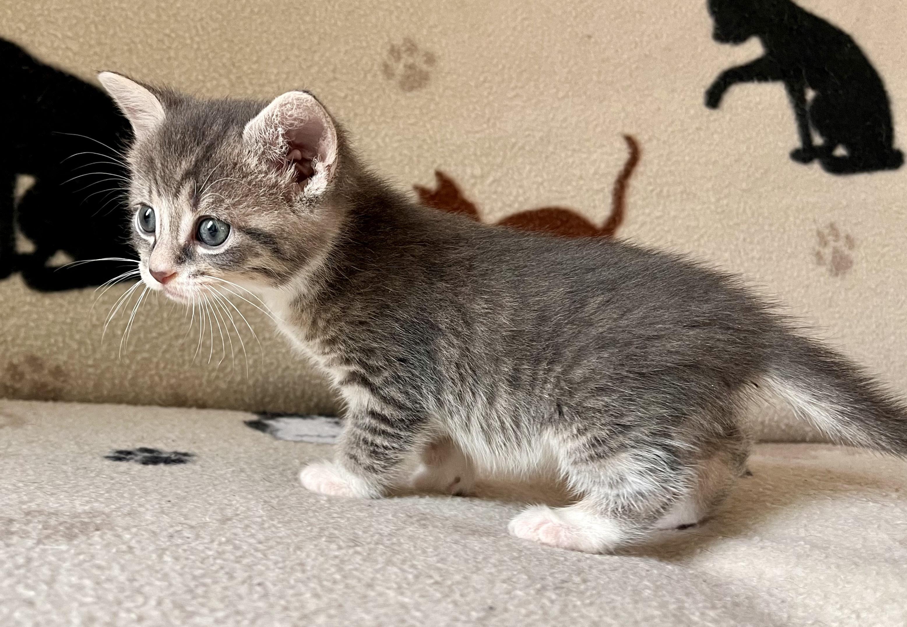 Enlarge Lynyrd Skynrd, a Adopted mixed breed in Hershey, PA image 2/6