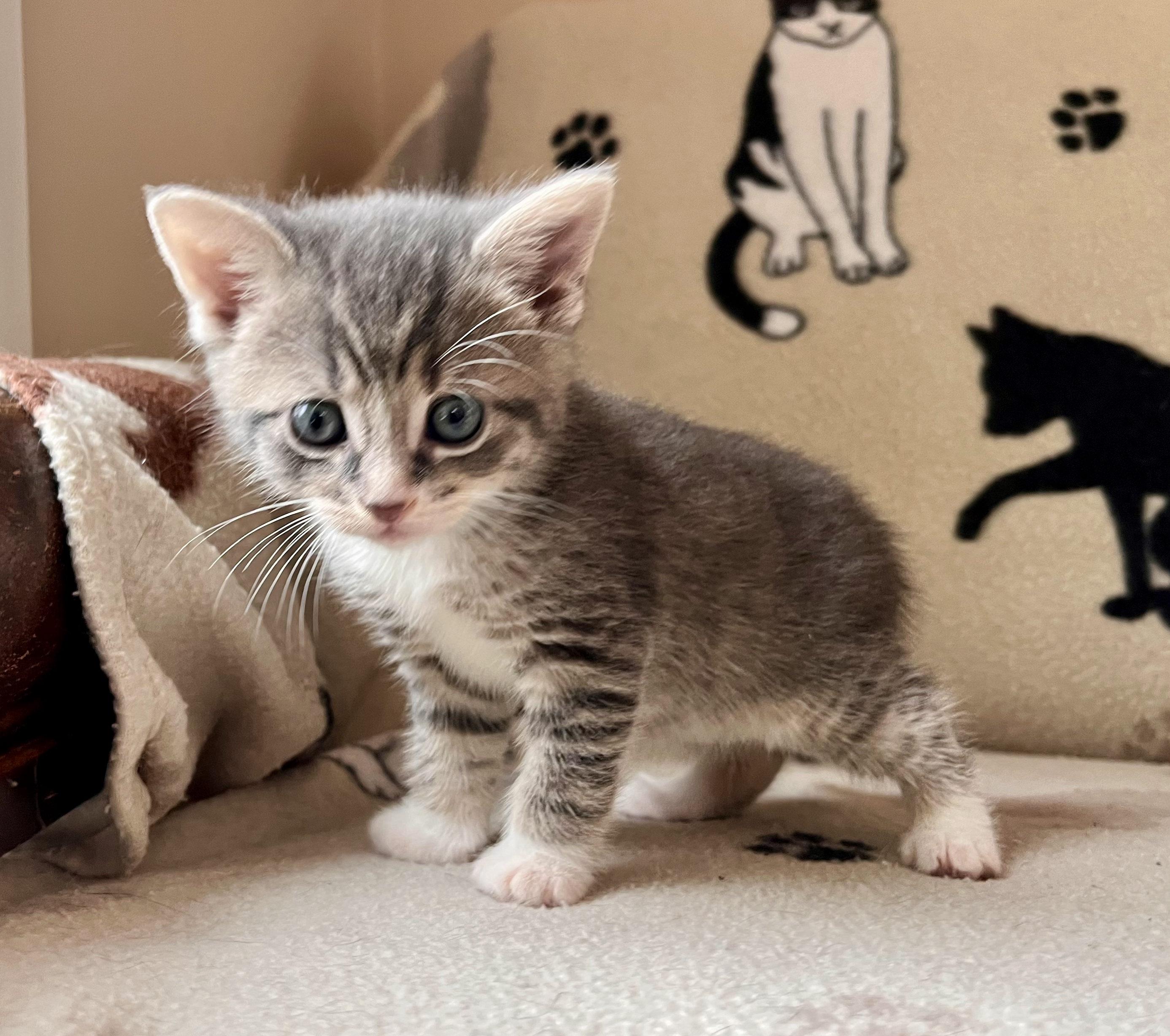 Enlarge Lynyrd Skynrd, a Adopted mixed breed in Hershey, PA image 3/6