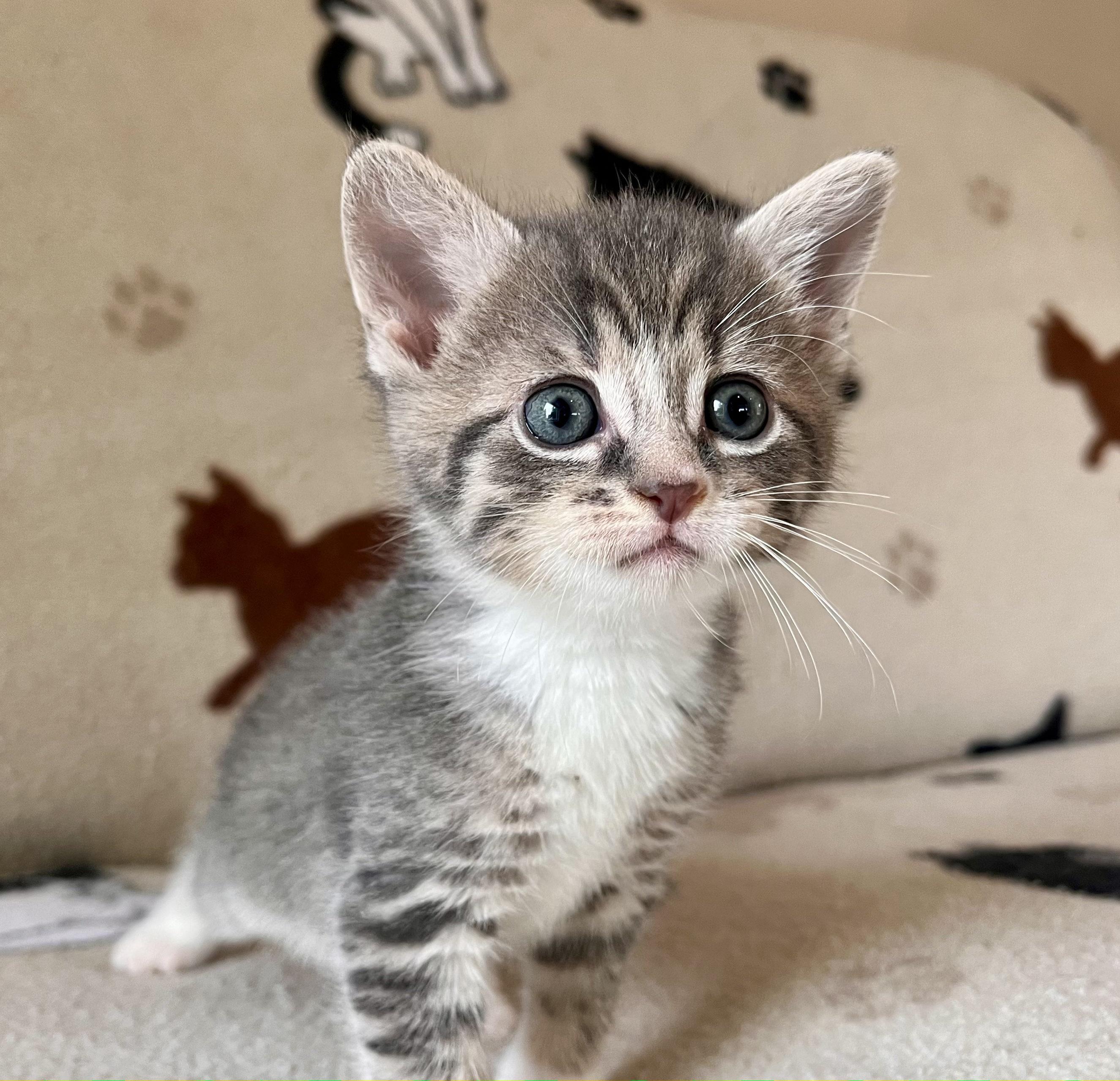 Enlarge Lynyrd Skynrd, a Adopted mixed breed in Hershey, PA image 5/6