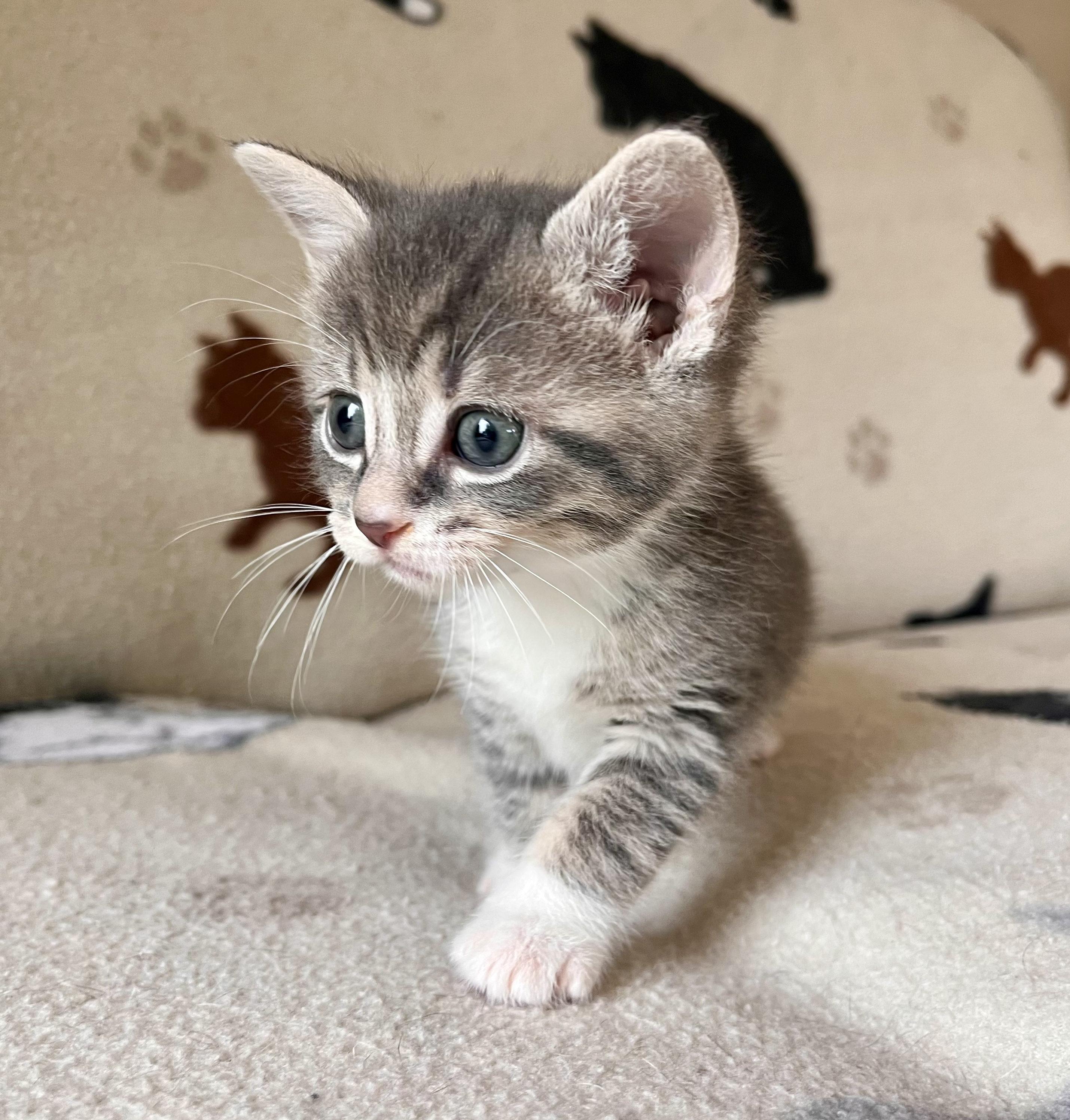 Enlarge Lynyrd Skynrd, a Adopted mixed breed in Hershey, PA image 6/6