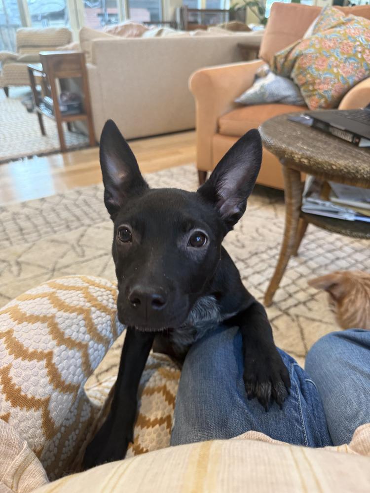 Taffy, Adoptable, Puppy Female Australian Cattle Dog / Blue Heeler.