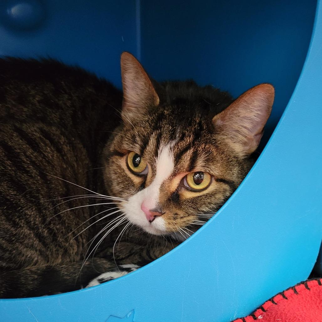 Enlarge Abby, a Adoptable Domestic Short Hair in Napoleon, OH image 1/2