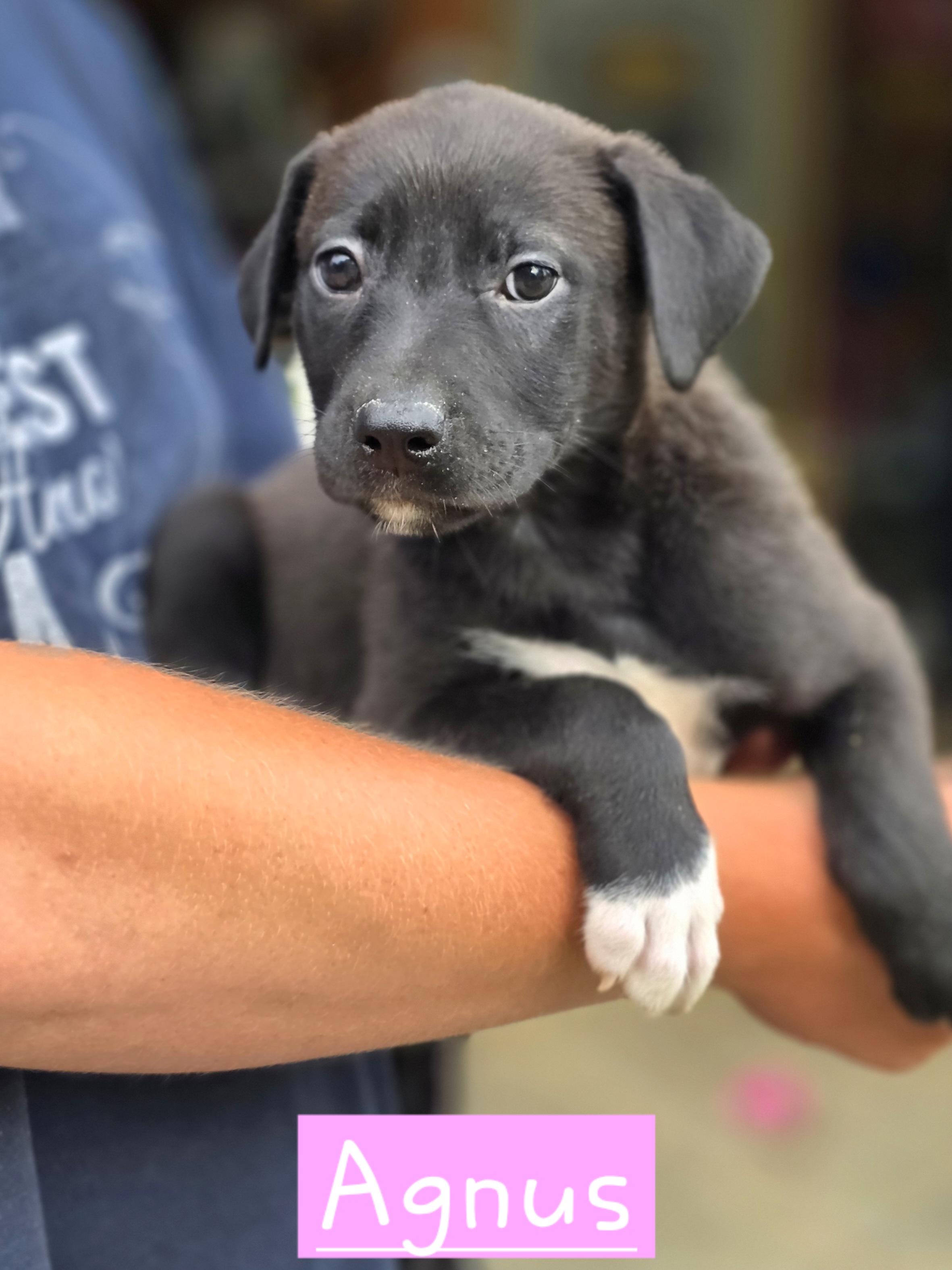 Agnus, adopted, Puppy Female Mixed Breed.
