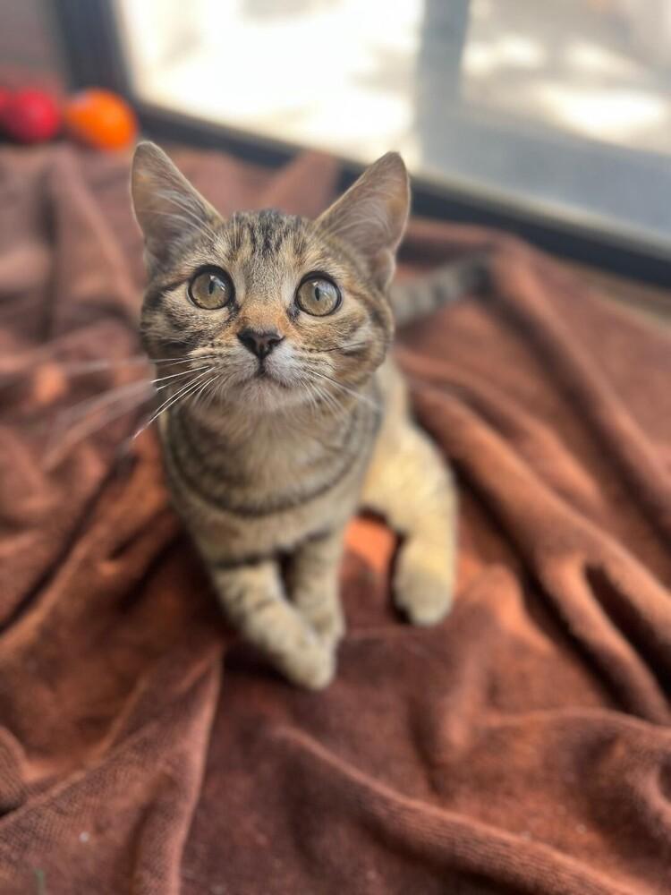 Enlarge Gigi, a Adoptable Domestic Short Hair in Oceanside, CA image 2/4